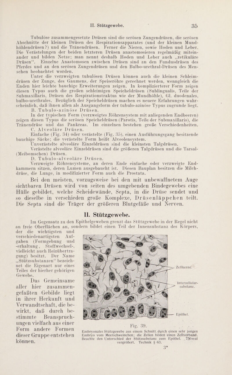 Tubulöse zusammengesetzte Drüsen sind die serösen Zungendrüsen, die serösen Abschnitte der kleinen Drüsen des Respirationsapparates (und der kleinen Mund- höhlendrüsen ?) und die Tränendrüsen. Ferner die Nieren, sowie Hoden und Leber. Die Verästelungen der beiden letzteren Drüsen anastomosieren regelmäßig mitein¬ ander und bilden Netze; man nennt deshalb Hoden und Leber auch „retikuläre Drüsen“. Einzelne Anastomosen zwischen Drüsen sind an den Fundusdrüsen des Pferdes und an den serösen Zungendrüsen und den Bulbo-urethral-Drüsen des Men¬ schen beobachtet worden. Unter die verzweigten tubulösen Drüsen können auch die kleinen Schleim¬ drüsen der Zunge, des Gaumens, der Speiseröhre gerechnet werden, wenngleich die Enden hier leichte bauchige Erweiterungen zeigen. In komplizierterer Form zeigen diesen Typus auch die großen schleimigen Speicheldrüsen (Subjingualis, Teile der Submaxillaris, Drüsen des Respirationstraktus wie der Mundhöhle), Gl. duodenales, bulbo-urethrales. Bezüglich der Speicheldrüsen machen es neuere Erfahrungen wahr¬ scheinlich, daß ihnen allen als Ausgangsform der tubulo-azinöse Typus zugrunde liegt. B. Tubulo-azinöse Drüsen. In der typischen Form (verzweigtes Röhrensystem mit anliegenden Endbeeren) zeigen diesen Typus die serösen Speicheldrüsen (Parotis, Teile der Submaxillaris), die Tränendrüse und das Pankreas. Im einzelnen bestehen große Verschiedenheiten. C. Alveoläre Drüsen. Einfache (Fig. 34) oder verästelte (Fig. 35), einen Ausführungsgang besitzende bauchige Säcke; die verästelte Form heißt Alveolensystem. Unverästelte alveoläre Einzeldrüsen sind die kleinsten Talgdrüsen. Verästelte alveoläre Einzeldrüsen sind die größeren Talgdrüsen und die Tarsal- (Meibomschen) Drüsen. D. Tubulo-alveoläre Drüsen. Verzweigte Röhrensysteme, an deren Ende einfache oder verzweigte End¬ kammern sitzen, deren Lumen ausgebaucht ist. Diesen Bauplan besitzen die Milch¬ drüse, die Lunge, in modifizierter Form auch die Prostata. Bei den meisten, vorzugsweise bei den mit unbewaffnetem Auge sichtbaren Drüsen wird von seiten des umgebenden Bindegewebes eine Hülle gebildet, welche Scheidewände, Septa, in die Drüse sendet und so dieselbe in verschieden große Komplexe, Drüsenläppchen teilt. Die Septa sind die Träger der größeren Blutgefäße und Nerven. 11. Stützgewebe. Zellkerne. Im Gegensatz zu den Epithelgeweben grenzt das Stützgewebe in der Regel nicht an freie Oberflächen an, sondern bildet einen Teil der Innensubstanz des Körpers, der die wichtigsten und verschiedenartigsten Auf- r Vt W 1 gaben (Formgebung und Ü vielleicht auch Reizübertra¬ gung) besitzt. Der Name „Stützsubstanzen“ bezeich¬ net die Eigenart nur eines Teiles der hierher gehörigen Gewebe. Das Gemeinsame aller hier zusammen¬ gefaßten Gebilde liegt in ihrer Herkunft und Verwandtschaft, die be¬ wirkt, daß durch be¬ stimmte Beanspruch¬ ungen vielfach aus einer Form andere Formen dieser Gruppe entstehen können. Interzellular¬ substanz. Epithel. Fie;. 39. Embryonales Stützgewebe aus einem Schnitt.durch einen sehr jungen Embryo vom Meerschweinchen; die Zellen bilden einen Zellverband. Beachte den Unterschied der Stützsubstanz zum Epithel. ,750mal vergrößert. Technik § 63. 3*