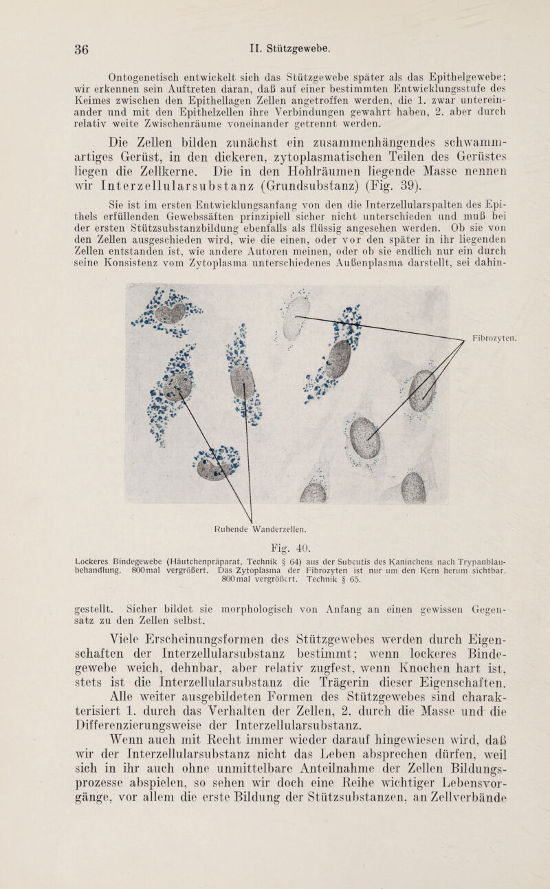 Ontogenetisch entwickelt sich das Stützgewebe später als das Epithelgewebe; wir erkennen sein Auftreten daran, daß auf einer bestimmten Entwicklungsstufe des Keimes zwischen den Epithellagen Zellen angetroffen werden, die 1. zwar unterein¬ ander und mit den Epithelzellen ihre Verbindungen gewahrt haben, 2. aber durch relativ weite Zwischenräume voneinander getrennt werden. Die Zellen bilden zunächst ein zusammenhängendes schwamm- artiges Gerüst, in den dickeren, zytoplasmatischen Teilen des Gerüstes liegen die Zellkerne. Die in den Hohlräumen liegende Masse nennen wir Interzellul arsubstanz (Grundsubstanz) (Fig. 39). Sie ist im ersten Entwicklungsanfang von den die Interzellularspalten des Epi¬ thels erfüllenden Gewebssäften prinzipiell sicher nicht unterschieden und muß bei der ersten Stützsubstanzbildung ebenfalls als flüssig angesehen werden. Ob sie von den Zellen ausgeschieden wird, wie die einen, oder vor den später in ihr liegenden Zellen entstanden ist, wie andere Autoren meinen, oder ob sie endlich nur ein durch seine Konsistenz vom Zytoplasma unterschiedenes Außenplasma darstellt, sei clahin- Fig. 40. Lockeres Bindegewebe (Häutchenpräparat. Technik § 64) aus der Subcutis des Kaninchens nach Trypanblau- behandlung. 800mal vergrößert. Das Zytoplasma der Fibrozyten ist nur um den Kern herum sichtbar. 800mal vergrößert. Technik § 65. gestellt. Sicher bildet sie morphologisch von Anfang an einen gewissen Gegen¬ satz zu den Zellen selbst. Viele Erscheinungsformen des Stützgewebes werden durch Eigen¬ schaften der Interzellularsubstanz bestimmt; wenn lockeres Binde¬ gewebe weich, dehnbar, aber relativ zugfest, wenn Knochen hart ist, stets ist die Interzellularsubstanz die Trägerin dieser Eigenschaften. Alle weiter ausgebildeten Formen des Stützgewebes sind charak¬ terisiert 1. durch das Verhalten der Zellen, 2. durch die Masse und die Differenzierungsweise der Interzellularsubstanz. Wenn auch mit Recht immer wieder darauf hingewiesen wird, daß wir der Interzellularsubstanz nicht das Leben absprechen dürfen, weil sich in ihr auch ohne unmittelbare Anteilnahme der Zellen Bildungs¬ prozesse abspielen, so sehen wir doch eine Reihe wichtiger Lebensvor¬ gänge, vor allem die erste Bildung der Stützsubstanzen, an Zellverbände