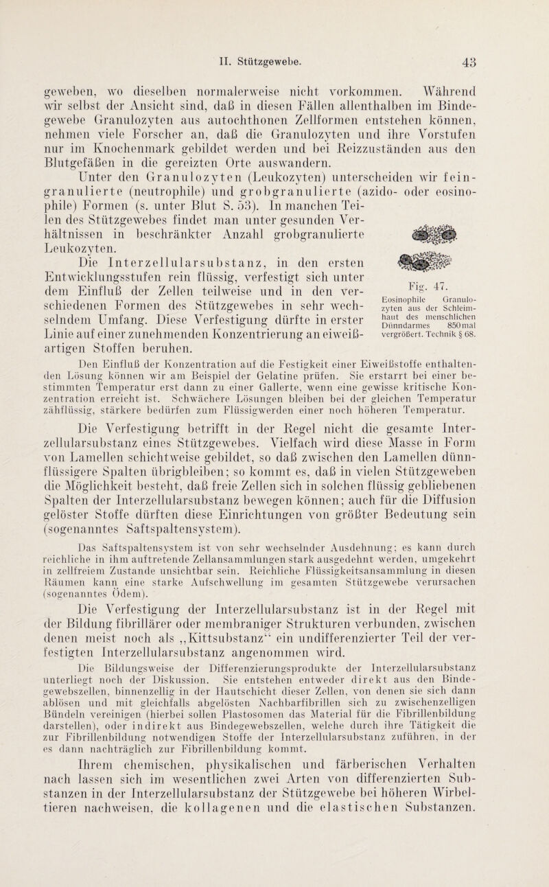 geweben, wo dieselben normalerweise nicht Vorkommen. Während wir selbst der Ansicht sind, daß in diesen Fällen allenthalben im Binde¬ gewebe Granulozyten ans antochthonen Zellformen entstehen können, nehmen viele Forscher an, daß die Granulozyten und ihre Vorstufen nur im Knochenmark gebildet werden und bei Reizzuständen aus den Blutgefäßen in die gereizten Orte auswandern. Unter den Granulozyten (Leukozyten) unterscheiden wir fein- granulierte (neutrophile) und grob granulierte (azido- oder eosino¬ phile) Formen (s. unter Blut S. 53). In manchen Tei¬ len des Stützgewebes findet man unter gesunden Ver¬ hältnissen in beschränkter Anzahl grobgranulierte Leukozyten. Die Int er zellular Substanz, in den ersten Entwicklungsstufen rein flüssig, verfestigt sich unter dem Einfluß der Zellen teilweise und in den ver¬ schiedenen Formen des Stützgewebes in sehr wech¬ selndem Umfang. Diese Verfestigung dürfte in erster artigen Stoffen beruhen. Den Einfluß der Konzentration auf die Festigkeit einer Eiweißstoffe enthalten¬ den Lösung können wir am Beispiel der Gelatine prüfen. Sie erstarrt bei einer be¬ stimmten Temperatur erst dann zu einer Gallerte, wenn eine gewisse kritische Kon¬ zentration erreicht ist. Schwächere Lösungen bleiben bei der gleichen Temperatur zähflüssig, stärkere bedürfen zum Flüssigwerden einer noch höheren Temperatur. Die Verfestigung betrifft in der Regel nicht die gesamte Inter¬ zellularsubstanz eines Stützgewebes. Vielfach wird diese Masse in Form von Lamellen schichtweise gebildet, so daß zwischen den Lamellen dünn¬ flüssigere Spalten übrigbleiben; so kommt es, daß in vielen Stützgeweben die Möglichkeit besteht, daß freie Zellen sich in solchen flüssig gebliebenen Spalten der Interzellularsubstanz bewegen können; auch für die Diffusion gelöster Stoffe dürften diese Einrichtungen von größter Bedeutung sein (sogenanntes Saftspaltensystem). Das Saftspaltensystem ist von sehr wechselnder Ausdehnung; es kann durch reichliche in ihm auftretende Zellansammlungen stark ausgedehnt werden, umgekehrt in zellfreiem Zustande unsichtbar sein. Reichliche Flüssigkeitsansammlung in diesen Räumen kann eine starke Aufschwellung im gesamten Stützgewebe verursachen (sogenanntes Ödem). Die Verfestigung der Interzellularsubstanz ist in der Regel mit der Bildung fibrillärer oder membraniger Strukturen verbunden, zwischen denen meist noch als ,,Kittsubstanz“ ein undifferenzierter Teil der ver¬ festigten Interzellularsubstanz angenommen wird. Die Bildungsweise der Differenzierungsprodukte der Interzellularsubstanz unterliegt noch der Diskussion. Sie entstehen entweder direkt aus den Binde- gewebszellen, binnenzeilig in der Hautschicht dieser Zellen, von denen sie sich dann ablösen und mit gleichfalls abgelösten Nachbarfibrillen sich zu zwischenzeiligen Bündeln vereinigen (hierbei sollen Plastosomen das Material für die Fibrillenbildung darstellen), oder indirekt aus Bindegewebszellen, welche durch ihre Tätigkeit die zur Fibrillenbildung notwendigen Stoffe der Interzellularsubstanz zuführen, in der es dann nachträglich zur Fibrillenbildung kommt. Ihrem chemischen, physikalischen und färberischen Verhalten nach lassen sich im wesentlichen zwei Arten von differenzierten Sub¬ stanzen in der Interzellularsubstanz der Stützgewebe bei höheren Wirbel¬ tieren nachweisen, die kollagenen und die elastischen Substanzen. Fig. 47. o Eosinophile Granulo¬ zyten aus der Schleim¬ haut des menschlichen Dünndarmes 850 mal