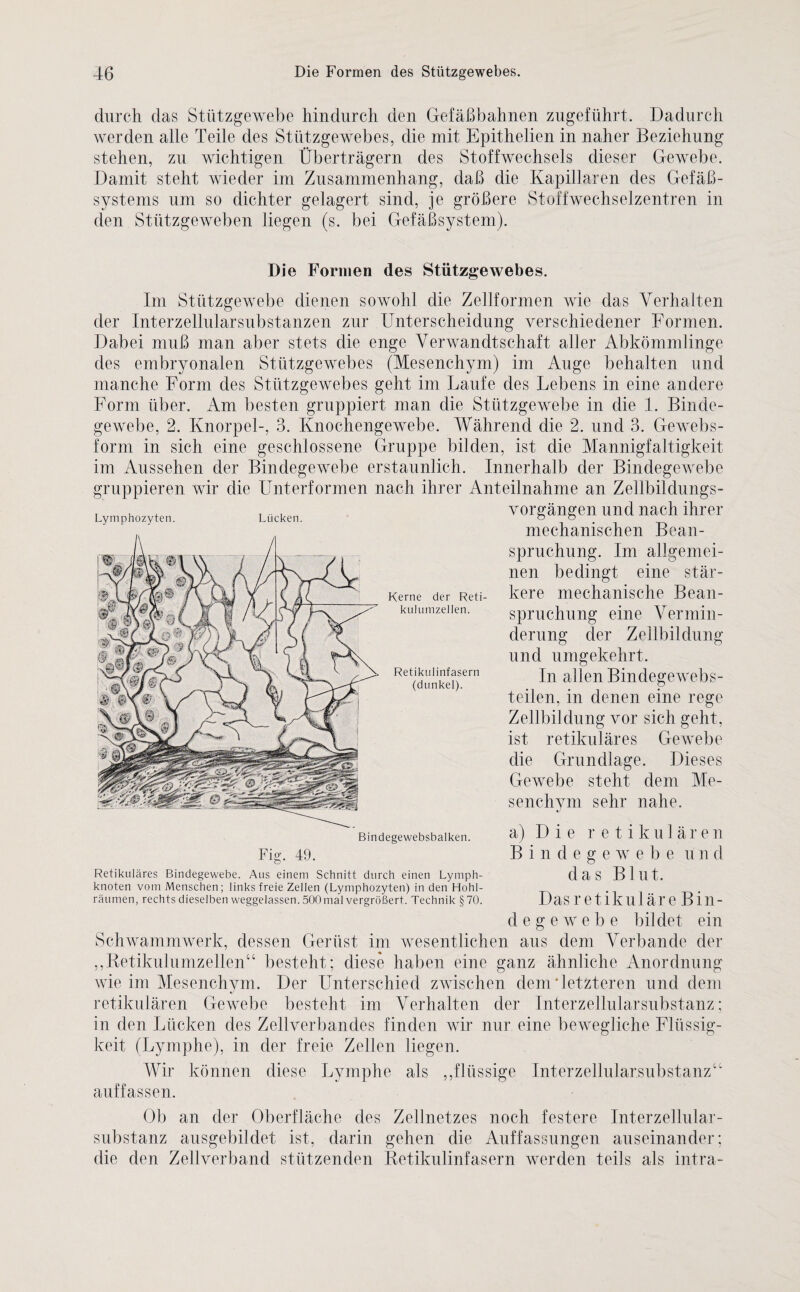 durch das Stützgewebe hindurch den Gefäßbahnen zugeführt. Dadurch werden alle Teile des Stützgewebes, die mit Epithelien in naher Beziehung stehen, zu wichtigen Überträgern des Stoffwechsels dieser Gewebe. Damit steht wieder im Zusammenhang, daß die Kapillaren des Gefäß¬ systems um so dichter gelagert sind, je größere Stoffwechselzentren in den Stützgeweben liegen (s. bei Gefäßsystem). Die Formen des Stützgewebes. Im Stützgewebe dienen sowohl die Zellformen wie das Verhalten der Interzellularsubstanzen zur Unterscheidung verschiedener Formen. Dabei muß man aber stets die enge Verwandtschaft aller Abkömmlinge des embryonalen Stützgewebes (Mesenchym) im Auge behalten und manche Form des Stützgewebes geht im Laufe des Lebens in eine andere Form über. Am besten gruppiert man die Stützgewebe in die 1. Binde¬ gewebe, 2. Knorpel-, 3. Knochengewebe. Während die 2. und 3. Gewebs- form in sich eine geschlossene Gruppe bilden, ist die Mannigfaltigkeit im Aussehen der Bindegewebe erstaunlich. Innerhalb der Bindegewebe gruppieren wir die Unterformen nach ihrer Anteilnahme an Zellbildungs¬ vorgängen und nach ihrer mechanischen Bean¬ spruchung. Im allgemei¬ nen bedingt eine stär¬ kere mechanische Bean¬ spruchung eine Vermin¬ derung der Zellbildung und umgekehrt. In allen Bindegewebs- teilen, in denen eine rege Zellbildung vor sich geht, ist retikuläres Gewebe die Grundlage. Dieses Gewebe steht dem Me¬ senchym sehr nahe. a) Die retikulären Bindegewebe u n d das Blut. Das retikuläre Bin¬ degewebe bildet ein Schwammwerk, dessen Gerüst im wesentlichen aus dem Verbände der ,,Retikulumzellen“ besteht; diese haben eine ganz ähnliche Anordnung wie im Mesenchym. Der Unterschied zwischen dem'letzteren und dem retikulären Gewebe besteht im Verhalten der Interzellularsubstanz; in den Lücken des Zellverbandes finden wir nur eine bewegliche Flüssig¬ keit (Lymphe), in der freie Zellen liegen. Wir können diese Lymphe als ,,flüssige Interzellularsubstanz“ auffassen. Ob an der Oberfläche des Zellnetzes noch festere Interzellular¬ substanz ausgebildet ist, darin gehen die Auffassungen auseinander; die den Zellverband stützenden Retikulinfasern werden teils als intra- Lymphozyten. Lücken. Fig. 49. Kerne der Reti¬ kulumzellen. Retikulinfasern (dunkel). Bindegewebsbalken. Retikuläres Bindegewebe. Aus einem Schnitt durch einen Lymph¬ knoten vom Menschen; links freie Zellen (Lymphozyten) in den Hohl¬ räumen, rechts dieselben weggelassen. 500 mal vergrößert. Technik § 70.