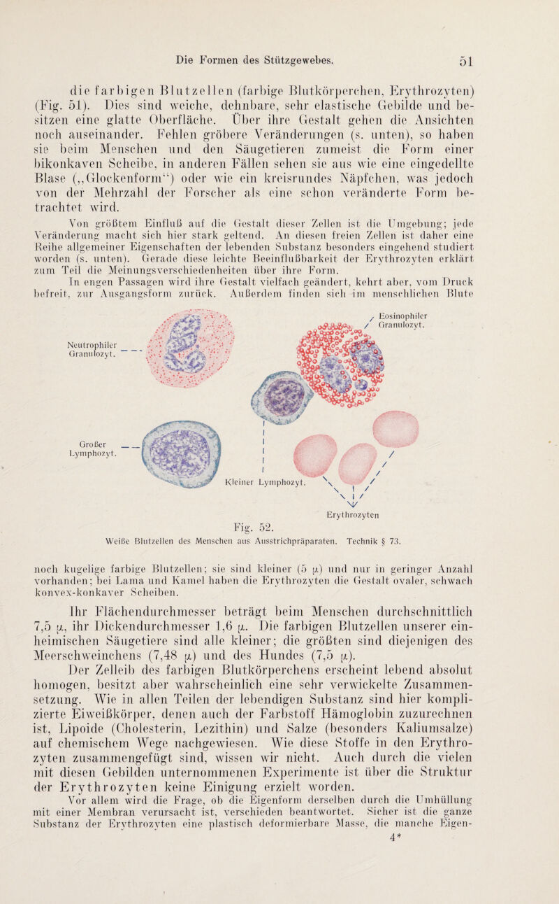 die f arbigen Blutze 11 en (farbige Blutkörperchen, Erythrozyten) (Fig. 51). Dies sind weiche, dehnbare, sehr elastische Gebilde und be¬ sitzen eine glatte Oberfläche. Über ihre Gestalt gehen die Ansichten noch auseinander. Fehlen gröbere Veränderungen (s. unten), so haben sie beim Menschen und den Säugetieren zumeist die Form einer bikonkaven Scheibe, in anderen Fällen sehen sie aus wie eine eingedellte Blase („Glockenform“) oder wie ein kreisrundes Näpfchen, was jedoch von der Mehrzahl der Forscher als eine schon veränderte Form be¬ trachtet, wird. Von größtem Einfluß auf die Gestalt dieser Zellen ist die Umgebung; jede Veränderung macht sich hier stark geltend. An diesen freien Zellen ist daher eine Reihe allgemeiner Eigenschaften der lebenden Substanz besonders eingehend studiert worden (s. unten). Gerade diese leichte Beeinflußbarkeit der Erythrozyten erklärt zum Teil die Meinungsverschiedenheiten über ihre Form. In engen Passagen wird ihre Gestalt vielfach geändert, kehrt aber, vom Druck befreit, zur Ausgangsform zurück. Außerdem finden sich im menschlichen Blute ' o o Fig. 52. Weiße Blutzellen des Menschen aus Ausstrichpräparaten. Technik § 73. noch kugelige farbige Blutzellen; sie sind kleiner (5 p) und nur in geringer Anzahl vorhanden; bei Lama und Kamel haben die Erythrozyten die Gestalt ovaler, schwach konvex-konkaver Scheiben. Ihr Flächendurchmesser beträgt beim Menschen durchschnittlich 7,5 pi, ihr Dickendurchmesser 1,6 p. Die farbigen Blutzellen unserer ein¬ heimischen Säugetiere sind alle kleiner; die größten sind diejenigen des Meerschweinchens (7,48 ja) und des Hundes (7,5 p). Der Zelleib des farbigen Blutkörperchens erscheint lebend absolut homogen, besitzt aber wahrscheinlich eine sehr verwickelte Zusammen¬ setzung. Wie in allen Teilen der lebendigen Substanz sind hier kompli¬ zierte Eiweißkörper, denen auch der Farbstoff Hämoglobin zuzurechnen ist, Lipoide (Cholesterin, Lezithin) und Salze (besonders Kaliumsalze) auf chemischem Wege nachgewiesen. Wie diese Stoffe in den Erythro¬ zyten zusammengefügt sind, wissen wir nicht. Auch durch die vielen mit diesen Gebilden unternommenen Experimente ist über die Struktur der Erythrozyten keine Einigung erzielt worden. Vor allem wird die Frage, ob die Eigenform derselben durch die Umhüllung mit einer Membran verursacht ist, verschieden beantwortet. Sicher ist die ganze Substanz der Erythrozyten eine plastisch deformierbare Masse, die manche Eigen- 4*