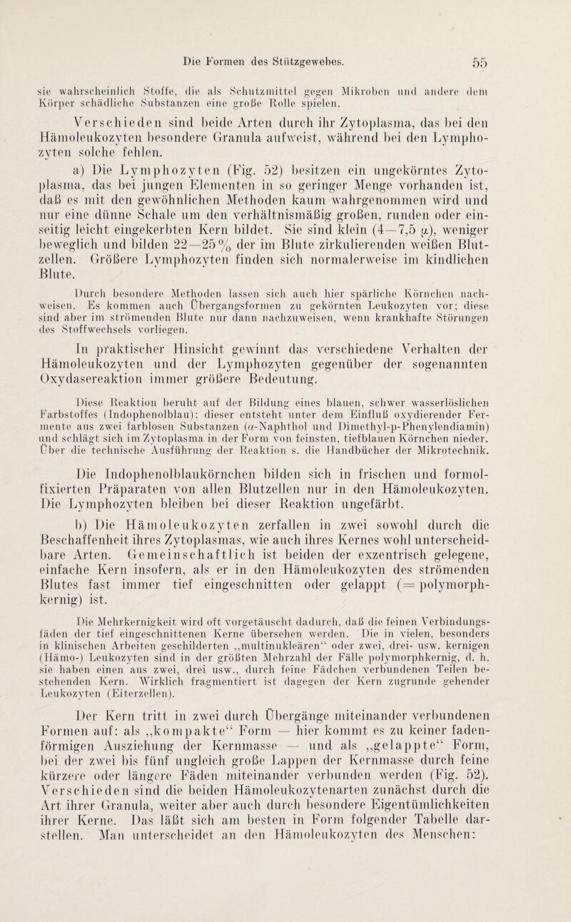 sie wahrscheinlich Stoffe, die als Schutzmittel gegen Mikroben und andere dem Körper schädliche Substanzen eine große Rolle spielen. Verschieden sind beide Arten durch ihr Zytoplasma, das bei den Hämoleukozyten besondere Granula aufweist, während bei den Lympho¬ zyten solche fehlen. a) Die Lymphozyten (Fig. 52) besitzen ein ungekörntes Zyto¬ plasma, das bei jungen Elementen in so geringer Menge vorhanden ist, daß es mit den gewöhnlichen Methoden kaum wahrgenommen wird und nur eine dünne Schale um den verhältnismäßig großen, runden oder ein¬ seitig leicht eingekerbten Kern bildet. Sie sind klein (4—7,5 p), weniger beweglich und bilden 22—25% der im Blute zirkulierenden weißen Blut¬ zellen. Größere Lymphozyten finden sich normalerweise im kindlichen Blute. Durch besondere Methoden lassen sich auch hier spärliche Körnchen nacli- weisen. Es kommen auch Übergangsformen zu gekörnten Leukozyten vor; diese sind aber im strömenden Blute nur dann nachzuweisen, wenn krankhafte Störungen des Stoffwechsels vorliegen. In praktischer Hinsicht gewinnt das verschiedene Verhalten der Hämoleukozyten und der Lymphozyten gegenüber der sogenannten Oxydasereaktion immer größere Bedeutung. Diese Reaktion beruht auf der Bildung eines blauen, schwer wasserlöslichen Farbstoffes (Indophenolblau); dieser entsteht unter dem Einfluß oxydierender Fer¬ mente aus zwei farblosen Substanzen («-Naphthol und Dimethyl-p-Phenylendiamin) und schlägt sich im Zytoplasma in der Form von feinsten, tiefblauen Körnchen nieder. Über die technische Ausführung der Reaktion s. die Handbücher der Mikrotechnik. Die Indophenolblaukörnchen bilden sich in frischen und formol- fixierten Präparaten von allen Blutzellen nur in den Hämoleukozyten. Die Lymphozyten bleiben bei dieser Reaktion ungefärbt. b) Die Hämoleukozyten zerfallen in zwei sowohl durch die Beschaffenheit ihres Zytoplasmas, wie auch ihres Kernes wohl unterscheid¬ bare Arten. Gemeinschaftlich ist beiden der exzentrisch gelegene, einfache Kern insofern, als er in den Hämoleukozyten des strömenden Blutes fast immer tief eingeschnitten oder gelappt (= polymorph¬ kernig) ist. Die Mehrkernigkeit wird oft vorgetäuscht dadurch, daß die feinen Verbindungs¬ fäden der tief eingeschnittenen Kerne übersehen werden. Die in vielen, besonders in klinischen Arbeiten geschilderten „multinukleären“ oder zwei, drei- usw. kernigen (Hämo-) Leukozyten sind in der größten Mehrzahl der Fälle polymorphkernig, d. h. sie haben einen aus zwei, drei usw., durch feine Fädchen verbundenen Teilen be¬ stehenden Kern. Wirklich fragmentiert ist dagegen der Kern zugrunde gehender Leukozyten (Eiterzellen). Der Kern tritt in zwei durch Übergänge miteinander verbundenen Formen auf: als „kompakte“ Form — hier kommt es zu keiner faden¬ förmigen Ausziehung der Kernmasse — und als „gelappte“ Form, bei der zwei bis fünf ungleich große Lappen der Kernmasse durch feine kürzere oder längere Fäden miteinander verbunden werden (Fig. 52). Verschieden sind die beiden Hämoleukozytenarten zunächst durch die Art ihrer Granula, weiter aber auch durch besondere Eigentümlichkeiten ihrer Kerne. Das läßt sich am besten in Form folgender Tabelle dar¬ stellen. Man unterscheidet an den Hämoleukozyten des Menschen: