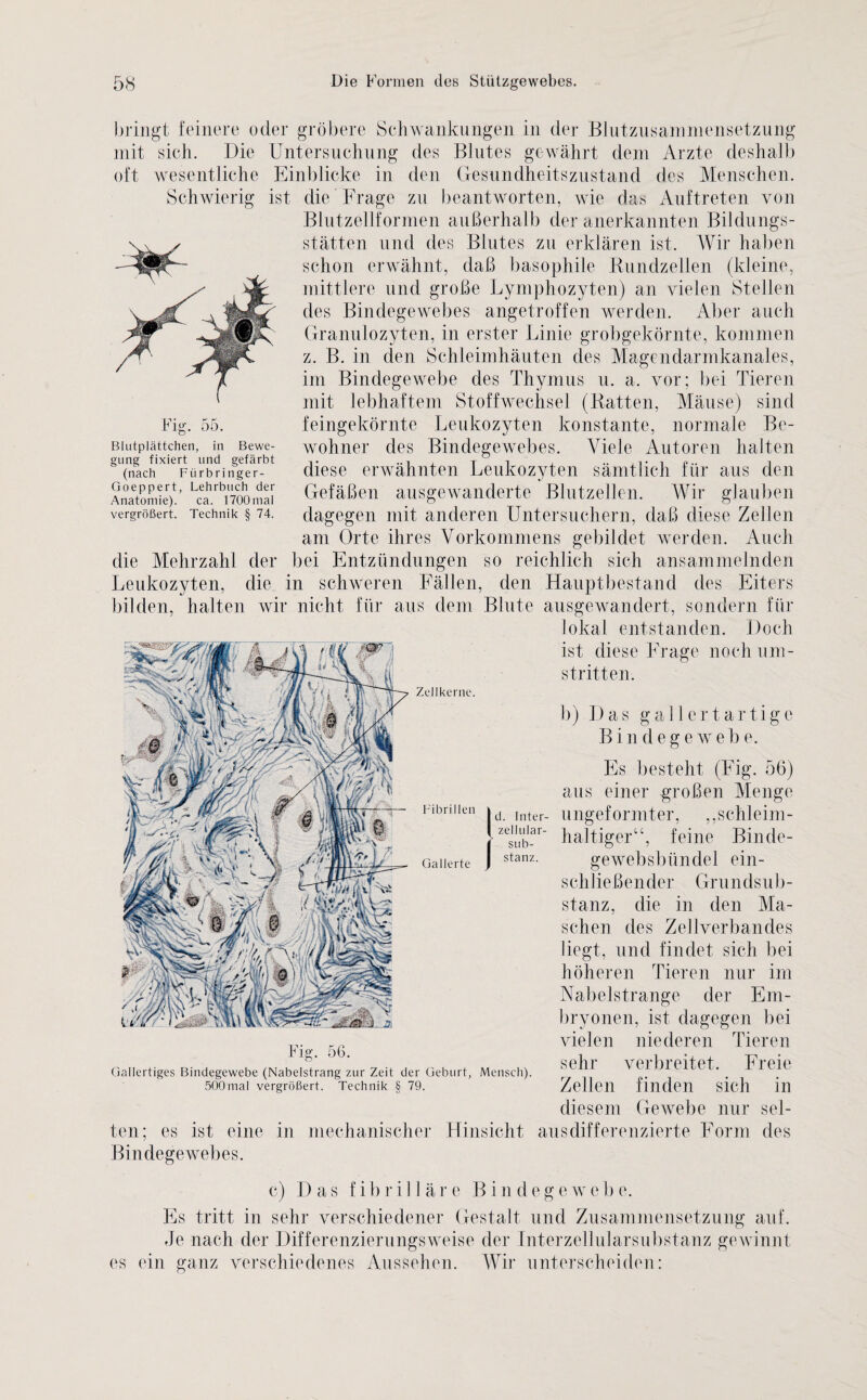 Fig. 55. Blutplättchen, in Bewe¬ gung fixiert und gefärbt (nach Ftirbringer- Goeppert, Lehrbuch der Anatomie). ca. 1700 mal vergrößert. Technik § 74. bringt feinere oder gröbere Schwankungen in der Blutzusammensetzung mit sich. Die Untersuchung des Blutes gewährt dem Arzte deshalb oft wesentliche Einblicke in den Gesundheitszustand des Menschen. Schwierig ist die Frage zu beantworten, wie das Auftreten von Blutzellformen außerhalb der anerkannten Bildungs¬ stätten und des Blutes zu erklären ist. Wir haben schon erwähnt, daß basophile Kundzellen (kleine, mittlere und große Lymphozyten) an vielen Stellen des Bindegewebes angetroffen werden. Aber auch Granulozyten, in erster Linie grobgekörnte, kommen z. B. in den Schleimhäuten des Magendarmkanales, im Bindegewebe des Thymus u. a. vor; bei Tieren mit lebhaftem Stoffwechsel (Batten, Mäuse) sind feingekörnte Leukozyten konstante, normale Be¬ wohner des Bindegewebes. Viele Autoren halten diese erwähnten Leukozyten sämtlich für aus den Gefäßen ausgewanderte Blutzellen. Wir glauben dagegen mit anderen Untersuchern, daß diese Zellen am Orte ihres Vorkommens gebildet werden. Auch die Mehrzahl der bei Entzündungen so reichlich sich ansammelnden Leukozyten, die in schweren Fällen, den Hauptbestand des Eiters bilden, halten wir nicht für aus dem Blute ausgewandert, sondern für lokal entstanden. Doch ist diese Frage noch um¬ stritten. b) Das gallertartige Bindegewebe. Es besteht (Fig. 56) aus einer großen Menge d. inter- ungeformter, ,,schleim- ~ haltiger“, feine Binde¬ stanz. gewebsbündel ein¬ schließender Grundsub¬ stanz, die in den Ma¬ schen des Zellverbandes liegt, und findet sich bei höheren Tieren nur im Nabelstrange der Em¬ bryonen, ist dagegen bei vielen niederen Tieren sehr verbreitet. Freie Zellen finden sich in diesem Gewebe nur sel¬ ten; es ist eine in mechanischer Hinsicht ausdifferenzierte Form des Bindegewebes. Zellkerne. Fibrillen Gallerte Fig. 56. Gallertiges Bindegewebe (Nabelstrang zur Zeit der Geburt, Mensch). 500mal vergrößert. Technik § 79. c) Das f i b r i 11 ä r e B i n d e g e w e b e. Es tritt in sehr verschiedener Gestalt und Zusammensetzung auf. Je nach der Differenzierungsweise der Interzellularsubstanz gewinnt es ein ganz verschiedenes Aussehen. Wir unterscheiden: