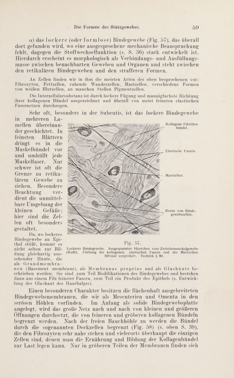 a) das lockere (oder formlose) Bindegewebe (Fig. 57), das überall dort gefunden wird, wo eine ausgesprochene mechanische Beanspruchung fehlt, dagegen die Stoffwechselfunktion (s. S. 36) stark entwickelt ist. Hierdurch erscheint es morphologisch als Verbindungs- und Ausfüllungs- masse zwischen benachbarten Geweben und Organen und steht zwischen den retikulären Bindegeweben und den strafferen Formen. An Zellen finden wir in ihm die meisten Arten der oben besprochenen vor: Fibrozyten, Fettzellen, ruhende Wanderzellen, Mastzellen, verschiedene Formen von weißen Blntzellen, an manchen Stellen Pigmentzellen. Die Interzellularsnbstanz ist durch lockere Fügung und mannigfachste Richtung ihrer kollagenen Bündel ausgezeichnet und überall von meist feineren elastischen F a s e r n e t z e n durchzogen. lil Sehr oft, besonders in der Subcutis, mehreren La- ist das lockere Bindegewebe Grenze lärem ziehen. Beachtung Bindegewebe Kollagene Fibrillen - biindel. Elastische Fasern. Mastzellen. mellen übereinan¬ der geschichtet. In feinsten Blättern dringt es in die Muskelbündel vor und umhüllt jede Muskelfaser. Nur schwer ist oft die zu retiku- Gewebe zu Besondere ver¬ dient die unmittel¬ bare Umgebung der kleinen Gefäße; hier sind die Zel¬ len oft besonders gestaltet. Da, wo lockeres an Epi¬ thel stößt, kommt es nicht selten zur Bil¬ dung gleichartig aus¬ sehender Häute, die als G r u n d m e m b ra¬ uen (Basement membrane), als Membranae propriae und als Glas häute be¬ schrieben werden. Sie sind zum Teil Modifikationen des Bindegewebes und bestehen dann aus einem Filz feinster Fasern, zum Teil ein Produkt des Epithels (s. Entwick¬ lung der Glashaut des Haarbalges). Kerne von Binde¬ gewebszellen. Fig. 57. Lockeres Bindegewebe. Ansgespanntes Häutchen vom Zwischenmuskelgewebe (Kalb). Färbung der kollagenen, elastischen Fasern und der Mastzellen. 500 mal vergrößert. Technik § 80. Einen besonderen Charakter besitzen die flächenhaft ausgebreiteten Bindegewebsmembranen, die wir als Mesenterien und Omenta in den serösen Höhlen vorfinden. Im Anfang als solide Bindegewebsplatte angelegt, wird das große Netz nach und nach von kleinen und größeren Öffnungen durchsetzt, die von feineren und gröberen kollagenen Bündeln begrenzt werden. Nach der freien Bauchhöhle zu werden die Bündel durch die sogenannten Deckzellen begrenzt (Fig. 58) (s. oben S. 39), die den Fibrozyten sehr nahe stehen und vielerorts überhaupt die einzigen Zellen sind, denen man die Ernährung und Bildung der Kollagenbündel zur Last legen kann. Nur in gröberen Teilen der Membranen finden sich