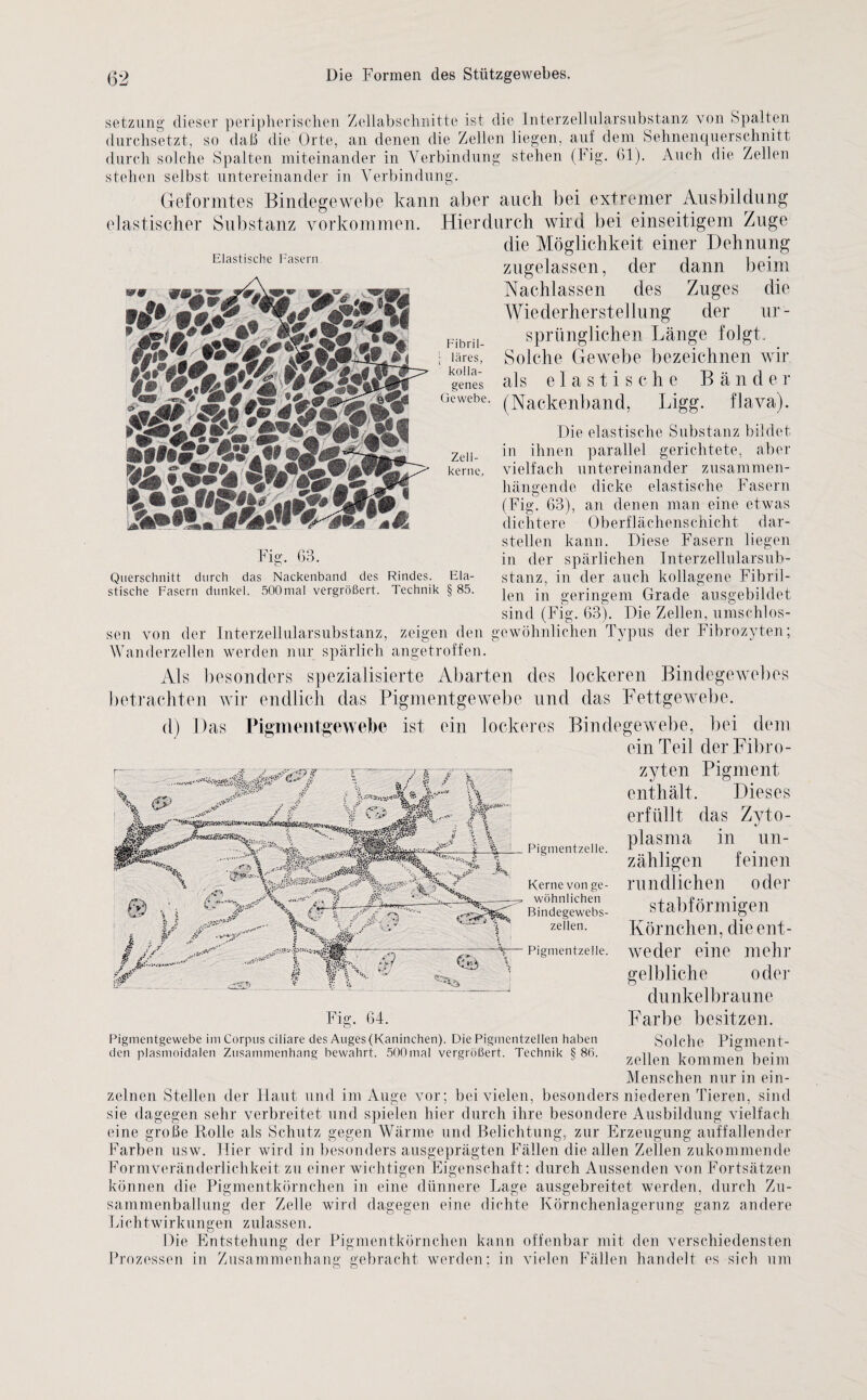 Setzung dieser peripherischen Zeitabschnitte ist die Interzellularsubstanz von Spalten durchsetzt, so daß die Orte, an denen die Zellen liegen, auf dem Sehnenquerschnitt durch solche Spalten miteinander in Verbindung stehen (Fig. 61). Auch die Zellen stehen selbst untereinander in Verbindung. Elastische Fasern Geformtes Bindegewebe kann aber auch bei extremer Ausbildung elastischer Substanz Vorkommen. Hierdurch wird bei einseitigem Zuge die Möglichkeit einer Dehnung zugelassen, der dann beim Nachlassen des Zuges die Wiederherstellung der ur¬ sprünglichen Länge folgt. Solche Gewebe bezeichnen wir als elastische Bände r (Nackenband, Ligg. flava). Die elastische Substanz bildet ihnen parallel gerichtete, aber untereinander zusammen¬ dicke elastische Fasern (Fig. 63), an denen man eine etwas dichtere Oberflächenschicht dar¬ stellen kann. Diese Fasern liegen in der spärlichen Interzellularsub¬ stanz, in der auch kollagene Fibril¬ len in geringem Grade ausgebildet sind (Fig. 63). Die Zellen, umschlos¬ sen von der Interzellularsubstanz, zeigen den gewöhnlichen Typus der Fibrozyten; Wanderzellen werden nur spärlich angetroffen. Fig. 63. Fibril- ; läres, kolla- genes Gewebe. Zell¬ kerne. in vielfach hängende Querschnitt durch das Nackenband des Rindes. Ela¬ stische Fasern dunkel. 500mal vergrößert. Technik § 85 Als besonders spezialisierte Abarten des lockeren Bindegewebes betrachten wir endlich das Pigmentgewebe und das Fettgewebe. d) Das Pigmentgewebe ist ein lockeres Bindegewebe, bei dem ein Teil derFibro- 't * ßögwsfös,.. Ifcr A J // 5#'' Pigmentzelle. Kerne von ge¬ wöhnlichen Bindegewebs¬ zellen. Pigmentzelle. zyten Pigment enthält. Dieses erfüllt das Zyto¬ plasma in un¬ zähligen feinen rundlichen oder stabförmigen Körnchen, die ent¬ weder eine mehr gelbliche oder dunkelbraune Farbe besitzen. Solche Pigment- zellen kommen beim Menschen nur in ein¬ zelnen Stellen der Haut und im Auge vor; bei vielen, besonders niederen Tieren, sind sie dagegen sehr verbreitet und spielen hier durch ihre besondere Ausbildung vielfach eine große Rolle als Schutz gegen Wärme und Belichtung, zur Erzeugung auffallender Farben usw. Hier wird in besonders ausgeprägten Fällen die allen Zellen zukommende Formveränderlichkeit zu einer wichtigen Eigenschaft: durch Aussenden von Fortsätzen können die Pigmentkörnchen in eine dünnere Lage ausgebreitet werden, durch Zu¬ sammenballung der Zelle wird dagegen eine dichte Körnchenlagerung ganz andere Lichtwirkungen zulassen. Die Entstehung der Pigmentkörnchen kann offenbar mit den verschiedensten Fällen handelt es sich um Fig. 64. Pigmentgewebe im Corpus ciliare des Auges (Kaninchen). Die Pigmentzellen haben den plasmoidalen Zusammenhang bewahrt. 500mal vergrößert. Technik § 86. rozessen in Zusammenhang gebracht werden; in vielen
