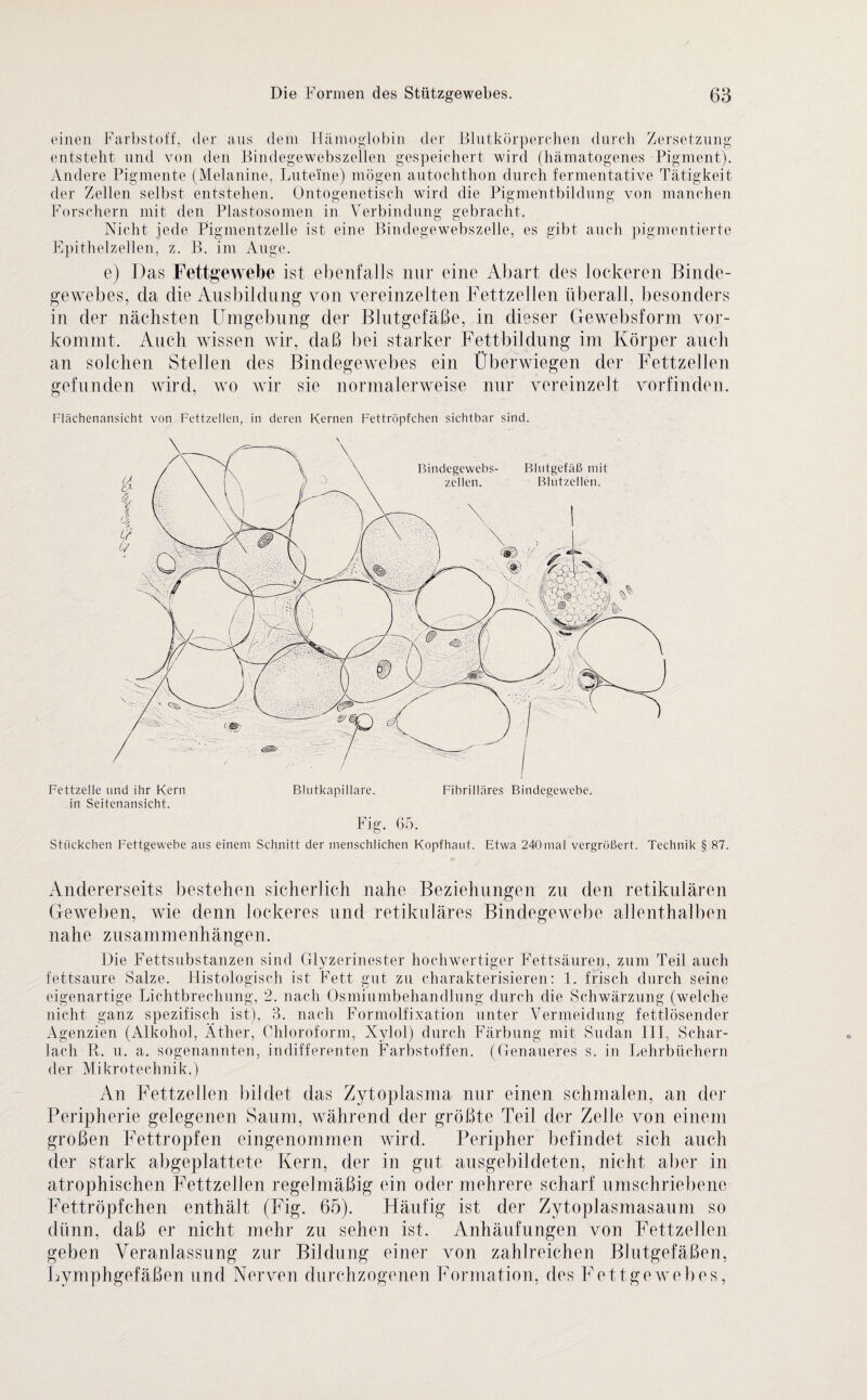 einen Farbstoff, der aus dem Hämoglobin der Blutkörperchen durch Zersetzung entsteht und von den Bindegewebszellen gespeichert wird (hämatogenes Pigment). Andere Pigmente (Melanine, Luteine) mögen autochthon durch fermentative Tätigkeit der Zellen selbst entstehen. Ontogenetisch wird die Pigmentbildung von manchen Forschern mit den Plastosomen in Verbindung gebracht. Nicht jede Pigmentzelle ist eine Bindegewebszelle, es gibt auch pigmentierte Epithelzellen, z. B. im Auge. e) Das Fettgewebe ist ebenfalls nur eine Abart des lockeren Binde¬ gewebes, da die Ausbildung von vereinzelten Fettzellen überall, besonders in der nächsten Umgebung der Blutgefäße, in dieser Gewebsform vor¬ kommt. Auch wissen wir, daß bei starker Fettbildung im Körper auch an solchen Stellen des Bindegewebes ein Überwiegen der Fettzellen gefunden wird, wo wir sie normalerweise nur vereinzelt vorfinden. Flächenansicht von Fettzellen, in deren Kernen Fettröpfchen sichtbar sind. Fettzelle und ihr Kern Blutkapillare. Fibrilläres Bindegewebe, in Seitenansicht. Fig. 65. Stückchen Fettgewebe aus einem Schnitt der menschlichen Kopfhaut. Etwa 240mal vergrößert. Technik § 87. Andererseits bestehen sicherlich nahe Beziehungen zu den retikulären Geweben, wie denn lockeres und retikuläres Bindegewebe allenthalben nahe Zusammenhängen. Die Fettsubstanzen sind Glyzerinester hochwertiger Fettsäuren, zum Teil auch fettsaure Salze. Histologisch ist Fett gut zu charakterisieren: 1. frisch durch seine eigenartige Lichtbrechung, 2. nach Osmiumbehandlung durch die Schwärzung (welche nicht ganz spezifisch ist), 3. nach Formolfixation unter Vermeidung fettlösender Agenzien (Alkohol, Äther, Chloroform, Xylol) durch Färbung mit Sudan III, Schar¬ lach R. u. a. sogenannten, indifferenten Farbstoffen. (Genaueres s. in Lehrbüchern der Mikrotechnik.) Au Fettzellen bildet das Zytoplasma nur einen schmalen, an der Peripherie gelegenen Saum, während der größte Teil der Zelle von einem großen Fettropfen eingenommen wird. Peripher befindet sich auch der stark abgeplattete Kern, der in gut ausgebildeten, nicht aber in atrophischen Fettzellen regelmäßig ein oder mehrere scharf umschriebene Fettröpfchen enthält (Fig. 65). Fläufig ist der Zytoplasmasaum so dünn, daß er nicht mehr zu sehen ist. Anhäufungen von Fettzellen geben Veranlassung zur Bildung einer von zahlreichen Blutgefäßen, Lymphgefäßen und Nerven durchzogenen Formation, des Fettgewebes,