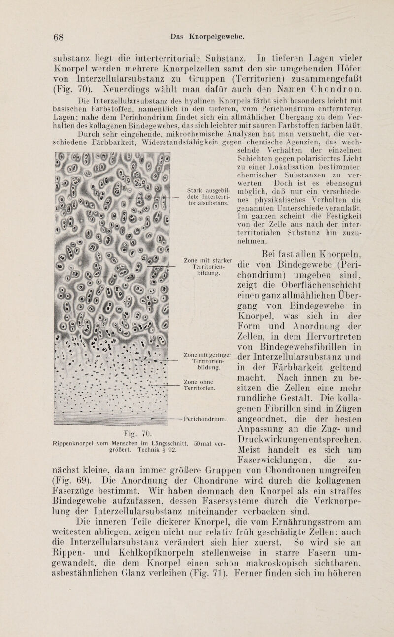 Substanz liegt die interterritoriale Substanz. In tieferen Lagen vieler Knorpel werden mehrere Knorpelzellen samt den sie umgebenden Höfen von Interzellularsubstanz zu Gruppen (Territorien) zusammengefaßt (Fig. 70). Neuerdings wählt man dafür auch den Namen Chondron. Die Interzellularsubstanz des hyalinen Knorpels färbt sich besonders leicht mit basischen Farbstoffen, namentlich in den tieferen, vom Perichondrium entfernteren Lagen; nahe dem Perichondrium findet sich ein allmählicher Übergang zu dem Ver¬ halten des kollagenen Bindegewebes, das sich leichter mit sauren Farbstoffen färben läßt. Durch sehr eingehende, mikrochemische Analysen hat man versucht, die ver¬ schiedene Färbbarkeit, Widerstandsfähigkeit gegen chemische Agenzien, das wech¬ selnde Verhalten der einzelnen Schichten gegen polarisiertes Licht zu einer Lokalisation bestimmter, chemischer Substanzen zu ver¬ werten. Doch ist es ebensogut möglich, daß nur ein verschiede- nes physikalisches Verhalten die genannten Unterschiede veranlaßt. Im ganzen scheint die Festigkeit von der Zelle aus nach der inter¬ territorialen Substanz hin zuzu¬ nehmen. Stark ausgebil¬ dete Interterri¬ torialsubstanz. Bei fast allen Knorpeln. Zone mit starker v -r>- i i /L Territorien- die von Bindegewebe (Reri- biidung. chondrium) umgeben sind, zeigt die Oberflächenschicht einen ganz allmählichen Über¬ gang von Bindegewebe in Knorpel, was sich in der Form und Anordnung der Zellen, in dem Hervortreten von Bindegewebsfibrillen in ZOTerritoreien-ger der Literzellularsubstanz und in der Färbbarkeit geltend macht. Nach innen zu be¬ sitzen die Zellen eine mehr rundliche Gestalt. Die kolla¬ genen Fibrillen sind in Zügen angeordnet, die der besten Anpassung an die Zug- und Druckwirkungen entsprechen. Meist handelt es sich um Faserwicklungen, die zu¬ nächst kleine, dann immer größere Gruppen von Chondronen umgreifen (Fig. 69). Die Anordnung der Chondrone wird durch die kollagenen Faserzüge bestimmt. Wir haben demnach den Knorpel als ein straffes Bindegewebe aufzufassen, dessen Fasersysteme durch die Verknorpe¬ lung der Interzellularsubstanz miteinander verbacken sind. Die inneren Teile dickerer Knorpel, die vom Ernährungsstrom am weitesten abliegen, zeigen nicht nur relativ früh geschädigte Zellen: auch die Interzellularsubstanz verändert sich hier zuerst. So wird sie an Rippen- und Kehlkopfknorpeln stellenweise in starre Fasern um¬ gewandelt, die dem Knorpel einen schon makroskopisch sichtbaren, asbestähnlichen Glanz verleihen (Fig. 71). Ferner finden sich im höheren bildung. Zone ohne Territorien. Perichondrium. Fig. 70. Rippenknorpel vom Menschen im Längsschnitt. 50mal ver¬ größert. Technik § 92.