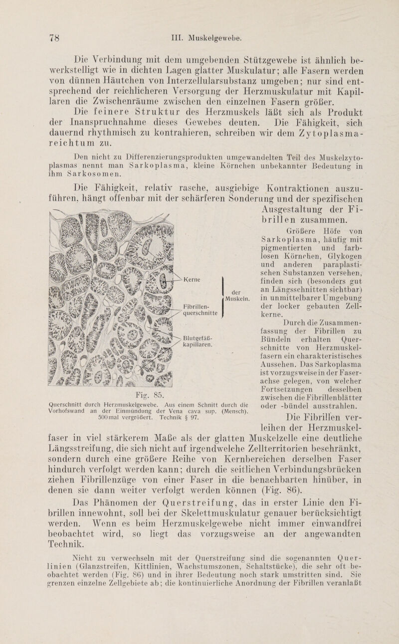 Die Verbindung mit dem umgebenden Stützgewebe ist ähnlich be¬ werkstelligt wie in dichten Lagen glatter Muskulatur; alle Fasern werden von dünnen Häutchen von Interzellularsubstanz umgeben ; nur sind ent¬ sprechend der reichlicheren Versorgung der Herzmuskulatur mit Kapil¬ laren die Zwischenräume zwischen den einzelnen Fasern größer. Die feinere Struktur des Herzmuskels läßt sich als Produkt der Inanspruchnahme dieses Gewebes deuten. Die Fähigkeit, sich dauernd rhythmisch zu kontrahieren, schreiben wir dem Zytoplasma¬ reichtum zu. Den nicht zu Differenzierungsprodukten umgewandelten Teil des Muskelzyto¬ plasmas nennt man Sarkoplasma, kleine Körnchen unbekannter Bedeutung in ihm Sarkosomen. Die Fähigkeit, relativ rasche, ausgiebige Kontraktionen auszu¬ führen, hängt offenbar mit der schärferen Sonderung und der spezifischen Ausgestaltung der Fi¬ brillen zusammen. Größere Höfe von Sarkoplasma, häufig mit pigmentierten und farb¬ losen Körnchen, Glykogen und anderen paraplasti¬ schen Substanzen versehen, finden sich (besonders gut an Längsschnitten sichtbar ) in unmittelbarer Umgebung der locker gebauten Zell¬ kerne. Durch die Zusammen¬ fassung der Fibrillen zu Bündeln erhalten Quer¬ schnitte von Herzmuskel¬ fasern ein charakteristisches Aussehen. Das Sarkoplasma ist vorzugsweise in der Faser¬ achse gelegen, von welcher Fortsetzungen desselben zwischen die Fibrillenblätter oder -biindel ausstrahlen. Die Fibrillen ver¬ leihen der Herzmuskel¬ faser in viel stärkerem Maße als der glatten Muskelzelle eine deutliche Längsstreifung, die sich nicht auf irgendwelche Zellterritorien beschränkt, sondern durch eine größere Keihe von Kernbereichen derselben Faser hindurch verfolgt werden kann; durch die seitlichen Verbindungsbrücken ziehen Fibrillenzüge von einer Faser in die benachbarten hinüber, in denen sie dann weiter verfolgt werden können (Fig. 86). Das Phänomen der Querstreifung, das in erster Linie den Fi¬ brillen innewohnt, soll bei der Skelettmuskulatur genauer berücksichtigt werden. Wenn es beim Herzmuskelgewebe nicht immer einwandfrei beobachtet wird, so liegt das vorzugsweise an der angewandten Technik. Nicht zu verwechseln mit der Querstreifung sind die sogenannten Quer¬ linien (Glanzstreifen, Kittlinien, Wachstumszonen, Schaltstücke), die sehr oft be¬ obachtet werden (Fig. 86) und in ihrer Bedeutung noch stark umstritten sind. Sie grenzen einzelne Zellgebiete ab; die kontinuierliche Anordnung der Fibrillen veranlaßt Kerne Fibrillen¬ querschnitte Blutgefäß¬ kapillaren. der Muskeln. Fig. 85. Querschnitt durch Herzmuskelgewebe. Aus einem Schnitt durch die Vorhofswand an der Einmündung der Vena cava sup. (Mensch). 500mal vergrößert. Technik § 97.