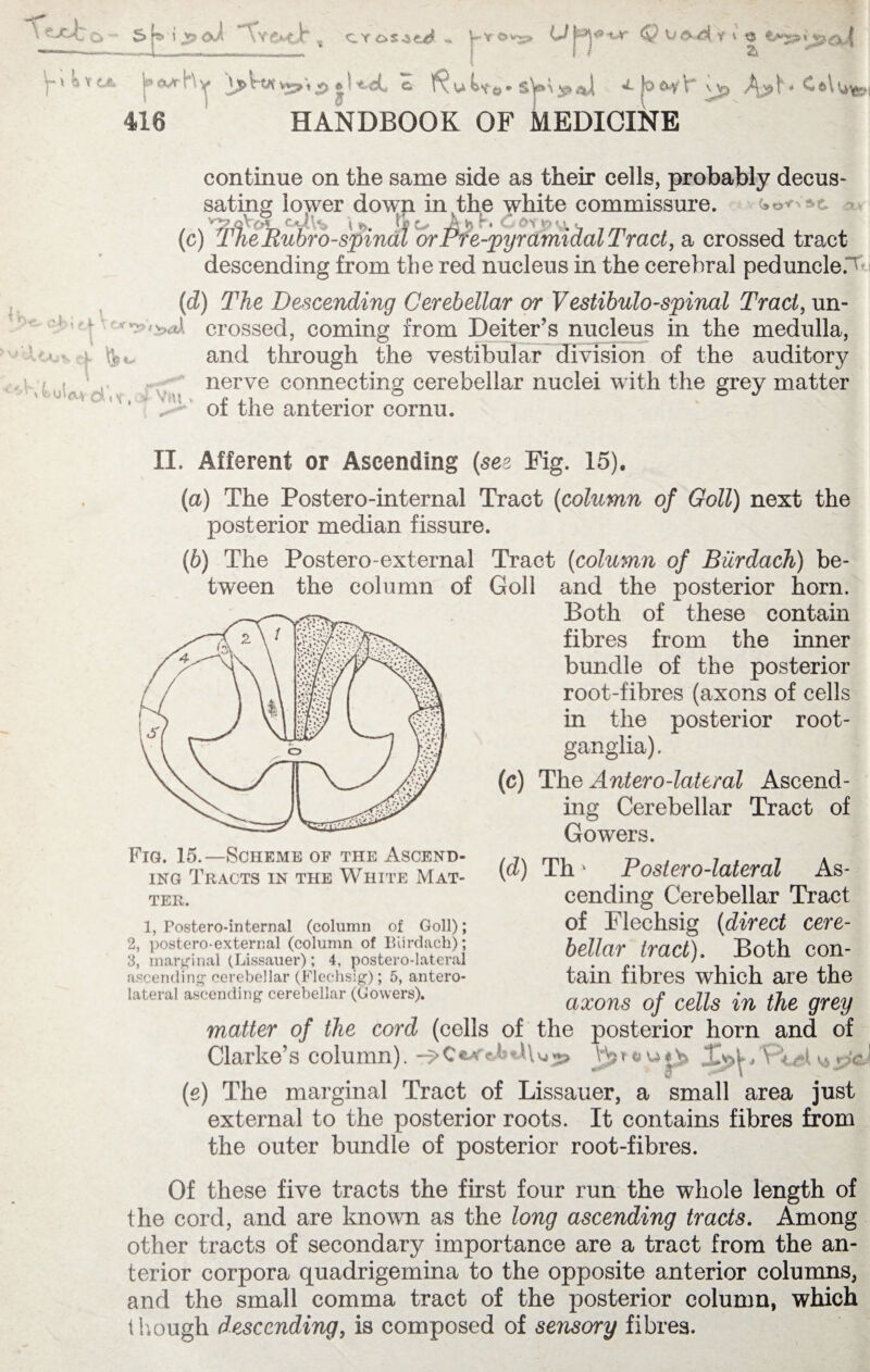 S i oi x cros^t^ h *rv ovj, U j'-^'Ur Uf^dy i « r^t(A It^hy jUdl c f$uW**sW^*i ^jo^kvjp Aj?^ C*Wj 416 HANDBOOK OF MEDICINE ih. continue on the same side as their cells, probably decus¬ sating lower dowp. in the white commissure. = 'ry qV<>% c-<4\*> \ n» O A h K C 6X to VJ, r (c) The Rubrospinal or Pre-pyramidal Tract, a crossed tract descending from the red nucleus in the cerebral peduncle.^ (d) The Descending Cerebellar or Vestibulospinal Tract, un- '.W crossed, coming from Deiter’s nucleus in the medulla, t \p< and through the vestibular division of the auditory ' ’ ' tul\ ViU > nerve connecting cerebellar nuclei with the grey matter of the anterior cornu. II. Afferent or Ascending (see Fig. 15). (a) The Postero-internal Tract (column of Goll) next the posterior median fissure. (b) The Postero-external Tract (column of Biirdach) be¬ tween the column of Goll and the posterior horn. Both of these contain fibres from the inner bundle of the posterior root-fibres (axons of cells in the posterior root- ganglia) . (c) The Antero-lateral Ascend¬ ing Cerebellar Tract of Gowers. (d) Th * Postero-lateral As¬ cending Cerebellar Tract of Flechsig (direct cere¬ bellar tract). Both con¬ tain fibres which are the axons of cells in the grey matter of the cord (cells of the posterior horn and of Clarke’s column).v&jsteJ (e) The marginal Tract of Lissauer, a small area just external to the posterior roots. It contains fibres from the outer bundle of posterior root-fibres. Of these five tracts the first four run the whole length of the cord, and are known as the long ascending tracts. Among other tracts of secondary importance are a tract from the an¬ terior corpora quadrigemina to the opposite anterior columns, and the small comma tract of the posterior column, which though descending, is composed of sensory fibres. Fig. 15.—Scheme of the Ascend¬ ing Tracts in the White Mat¬ ter. 1, Postero-internal (column of Goll); 2, postero-external (column of Biirdach); 3, marginal (Lissauer); 4, postero-lateral ascending cerebellar (Flechsig); 5, antero¬ lateral ascending cerebellar (Gowers).