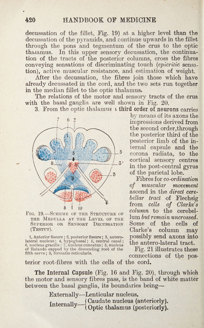 decussation of the fillet, Fig. 19) at a higher level than the decussation of the pyramids, and continue upwards in the fillet through the pons and tegmentum of the crus to the optic thalamus. In this upper sensory decussation, the continua¬ tion of the tracts of the posterior columns, cross the fibres conveying sensations of discriminating touch (epicritic sensa¬ tion), active muscular resistance, and estimation of weight. After the decussation, the fibres join those which have already decussated in the cord, and the two sets run together in the median fillet to the optic thalamus* The relations of the motor and sensory tracts of the crus with the basal ganglia are well shown in Fig. 20. 3. From the optic thalamus i third order of neurons carries by means of its axons the «y impressions derived from the second order,through the posterior third of the posterior limb of the in¬ ternal capsule and the corona radiata, to the cortical sensory centres in the post-central gyrus of the parietal lobe. Fibres for co-ordination of muscular movement ascend in the direct cere¬ bellar tract of Flechsig from cells of Clarke's column to the cerebel¬ lum but remain uncrossed. Some of the cells of Clarke’s column may possibly send axons into the antero-lateral tract. Fig. 21 illustrates these connections of the pos¬ terior root-fibres with the cells of the cord. 8 i 10 Fig. 19.—Scheme of the Structure of the Medulla at the Level of the Superior or Sensory Decussation (Testut). 1, Anterior fissure ; 2, posterior fissure; 3, antero¬ lateral nucleus ; 4, hypoglossal; 5, central canal; 6, nucleus gracilis ; 7, nucleus cuneatus ; 5, nucleus of Rolando capped by the descending root of the fifth nerve; 8, formatio reticularis. The Internal Capsule (Fig. 16 and Fig. 20), through which the motor and sensory fibres pass, is the band of white matter between the basal ganglia, its boundaries being— Externally—Lenticular nucleus. r , u (Caudate nucleus (anteriorly), n erna y—j Qp^c thalamus (posteriorly).