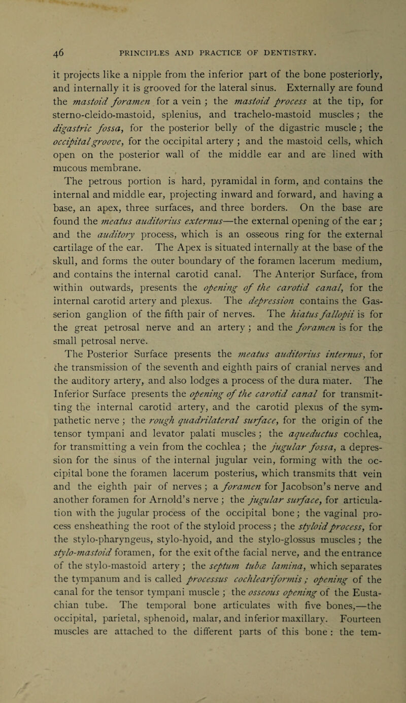 it projects like a nipple from the inferior part of the bone posteriorly, and internally it is grooved for the lateral sinus. Externally are found the mastoid foramen for a vein ; the mastoid process at the tip, for sterno-cleido-mastoid, splenius, and trachelo-mastoid muscles; the digastric fossa, for the posterior belly of the digastric muscle ; the occipital groove, for the occipital artery ; and the mastoid cells, which open on the posterior wall of the middle ear and are lined with mucous membrane. i The petrous portion is hard, pyramidal in form, and contains the internal and middle ear, projecting inward and forward, and having a base, an apex, three surfaces, and three borders. On the base are found the meatus auditorius ext emus—the external opening of the ear; and the auditory process, which is an osseous ring for the external cartilage of the ear. The Apex is situated internally at the base of the skull, and forms the outer boundary of the foramen lacerum medium, and contains the internal carotid canal. The Anterior Surface, from within outwards, presents the opening of the carotid canal, for the internal carotid artery and plexus. The depression contains the Gas- serion ganglion of the fifth pair of nerves. The hiatus fallopii is for the great petrosal nerve and an artery; and the foramen is for the small petrosal nerve. The Posterior Surface presents the meatus auditorius interims, for the transmission of the seventh and eighth pairs of cranial nerves and the auditory artery, and also lodges a process of the dura mater. The Inferior Surface presents the opening of the carotid canal for transmit¬ ting the internal carotid artery, and the carotid plexus of the sym¬ pathetic nerve ; the rough quadrilateral surface, for the origin of the tensor tympani and levator palati muscles; the aqueductus cochlea, for transmitting a vein from the cochlea; the jugular fossa, a depres¬ sion for the sinus of the internal jugular vein, forming with the oc¬ cipital bone the foramen lacerum posterius, which transmits th&t vein and the eighth pair of nerves ; a foramen for Jacobson’s nerve and another foramen for Arnold’s nerve ; the jugular surface, for articula¬ tion with the jugular process of the occipital bone; the vaginal pro¬ cess ensheathing the root of the styloid process; the styloid process, for the stylo-pharyngeus, stylo-hyoid, and the stylo-glossus muscles; the stylo-mastoid foramen, for the exit of the facial nerve, and the entrance of the stylo-mastoid artery; the septum tubes lamina, which separates the tympanum and is called processus cochleariformis ; opening of the canal for the tensor tympani muscle ; the osseous opening of the Eusta¬ chian tube. The temporal bone articulates with five bones,—the occipital, parietal, sphenoid, malar, and inferior maxillary. Fourteen muscles are attached to the different parts of this bone : the tem-