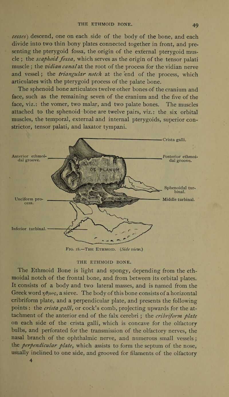 cesses) descend, one on each side of the body of the bone, and each divide into two thin bony plates connected together in front, and pre¬ senting the pterygoid fossa, the origin of the external pterygoid mus¬ cle ; the scaphoid fossa, which serves as the origin of the tensor palati muscle; the vidian canal at the root of the process for the vidian nerve and vessel; the triangular notch at the end of the process, which articulates with the pterygoid process of the palate bone. The sphenoid bone articulates twelve other bones of the cranium and face, such as the remaining seven of the cranium and the five of the face, viz.: the vomer, two malar, and two palate bones. The muscles attached to the sphenoid bone are twelve pairs, viz.: the six orbital muscles, the temporal, external and internal pterygoids, superior con¬ strictor, tensor palati, and laxator tympani. THE ETHMOID BONE. The Ethmoid Bone is light and spongy, depending from the eth¬ moidal notch of the frontal bone, and from between its orbital plates. It consists of a body and two lateral masses, and is named from the Greek word yd/j-os, a sieve. The body of this bone consists of a horizontal cribriform plate, and a perpendicular plate, and presents the following points : the crista galli, or cock’s comb, projecting upwards for the at¬ tachment of the anterior end of the falx cerebri ; the cribriform plate on each side of the crista galli, which is concave for the olfactory bulbs, and perforated for the transmission of the olfactory nerves, the nasal branch of the ophthalmic nerve, and numerous small vessels; the perpendicular plate, which assists to form the septum of the nose, usually inclined to one side, and grooved for filaments of the olfactory 4