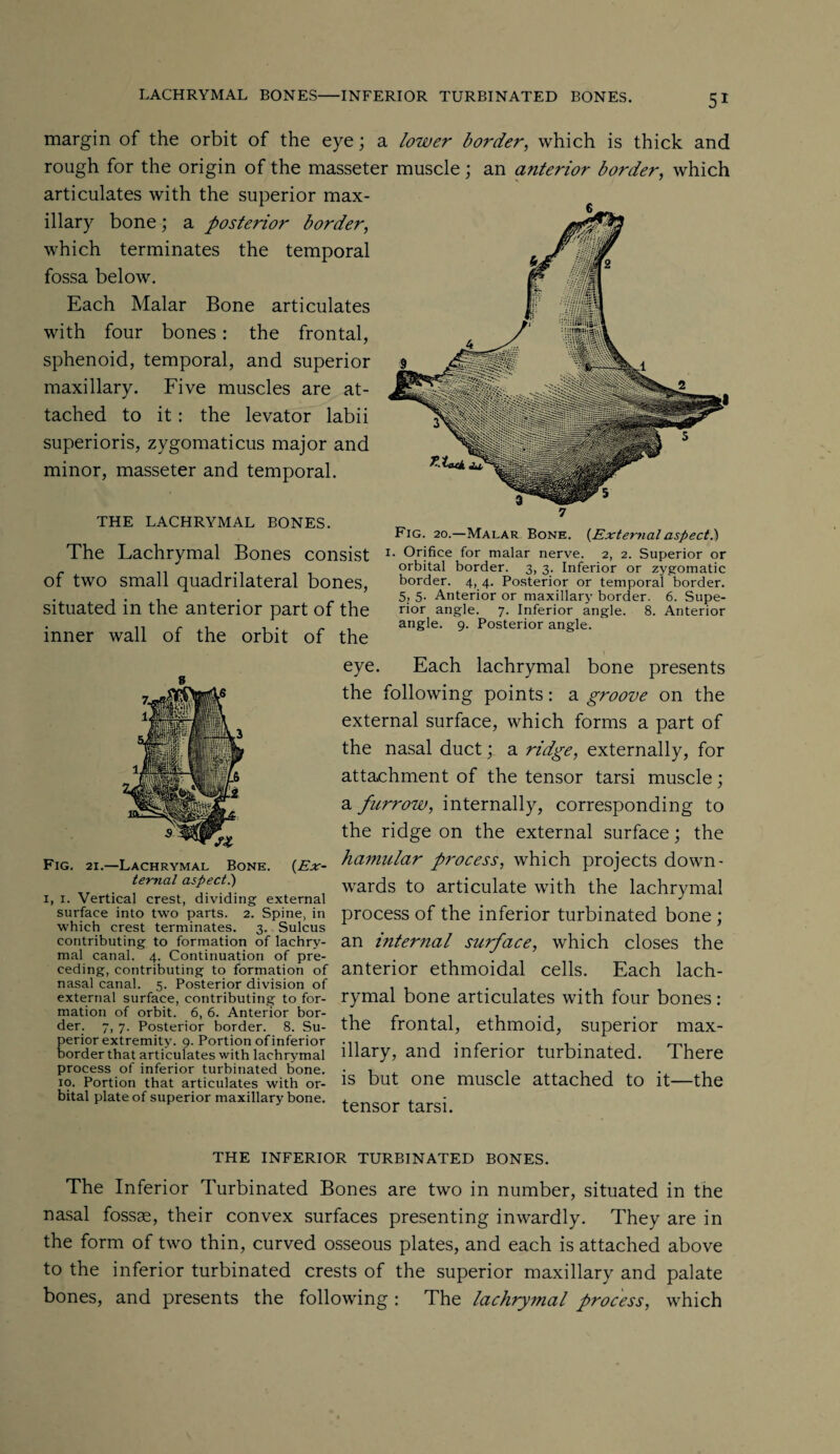 LACHRYMAL BONES-INFERIOR TURBINATED BONES. margin of the orbit of the eye; a lower border, which is thick and rough for the origin of the masseter muscle ; an anterior border, which articulates with the superior max¬ illary bone; a posterior border, which terminates the temporal fossa below. Each Malar Bone articulates with four bones: the frontal, sphenoid, temporal, and superior maxillary. Five muscles are at¬ tached to it: the levator labii superioris, zygomaticus major and minor, masseter and temporal. THE LACHRYMAL BONES. The Lachrymal Bones consist of two small quadrilateral bones, situated in the anterior part of the inner wall of the orbit of the Fig. 20.—Malar Bone. (External aspect.) 1. Orifice for malar nerve. 2, 2. Superior or orbital border. 3, 3. Inferior or zygomatic border. 4, 4. Posterior or temporal border. 5, 5. Anterior or maxillary border. 6. Supe¬ rior angle. 7. Inferior angle. 8. Anterior angle. 9. Posterior angle. 8 Fig. 21.—Lachrymal Bone. (Ex¬ ternal aspect.) 1, 1. Vertical crest, dividing external surface into two parts. 2. Spine, in which crest terminates. 3. Sulcus contributing to formation of lachry¬ mal canal. 4. Continuation of pre¬ ceding, contributing to formation of nasal canal. 5. Posterior division of external surface, contributing to for¬ mation of orbit. 6, 6. Anterior bor¬ der. 7, 7. Posterior border. 8. Su¬ perior extremity. 9. Portion of inferior border that articulates with lachrymal process of inferior turbinated bone. 10. Portion that articulates with or¬ bital plate of superior maxillary bone. eye. Each lachrymal bone presents the following points: a groove on the external surface, which forms a part of the nasal duct; a ridge, externally, for attachment of the tensor tarsi muscle; a furrow, internally, corresponding to the ridge on the external surface; the hamular process, which projects down¬ wards to articulate with the lachrymal process of the inferior turbinated bone ; an internal surface, which closes the anterior ethmoidal cells. Each lach¬ rymal bone articulates with four bones : the frontal, ethmoid, superior max¬ illary, and inferior turbinated. There is but one muscle attached to it—the tensor tarsi. THE INFERIOR TURBINATED BONES. The Inferior Turbinated Bones are two in number, situated in the nasal fossae, their convex surfaces presenting inwardly. They are in the form of two thin, curved osseous plates, and each is attached above to the inferior turbinated crests of the superior maxillary and palate bones, and presents the following : The lachrytnal process, which