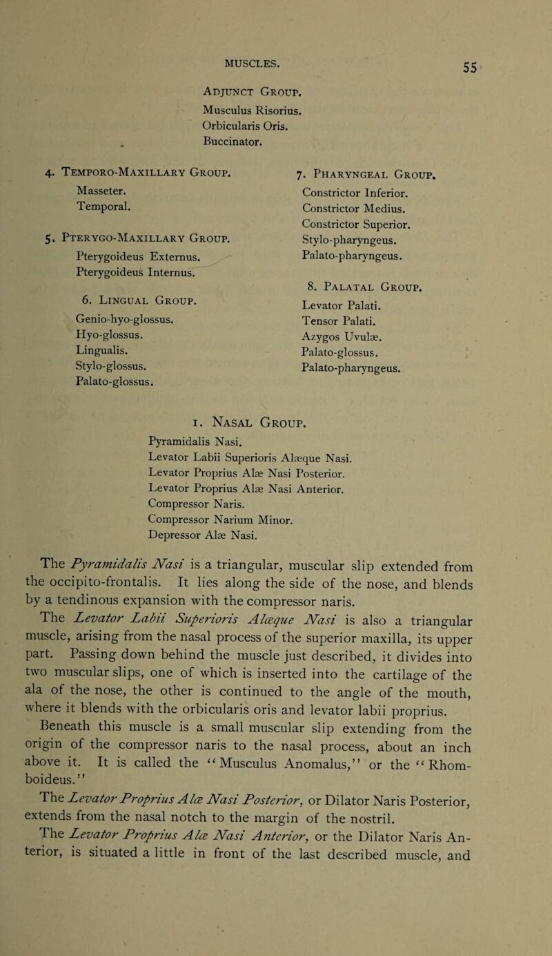 Adjunct Group. Musculus Risorius. Orbicularis Oris. Buccinator. 4. Temporo-Maxillary Group. Masseter. Temporal. 5. Pterygo-Maxillary Group. Pterygoideus Externus. Pterygoideus Internus. 6. Lingual Group. Genio-hyo-glossus. Hyo-glossus. Lingualis. Stylo-glossus. Palato-glossus. 7. Pharyngeal Group. Constrictor Inferior. Constrictor Medius. Constrictor Superior. Stylo-pharyngeus. Palato-pharyngeus. 8. Palatal Group, Levator Palati. Tensor Palati. Azygos Uvulas. Palato-glossus. Palato-pharyngeus. i. Nasal Group. Pyramidalis Nasi. Levator Labii Superioris Alaeque Nasi. Levator Proprius Alas Nasi Posterior. Levator Proprius Alae Nasi Anterior. Compressor Naris. Compressor Narium Minor. Depressor Alae Nasi. The Pyramidalis Nasi is a triangular, muscular slip extended from the occipito-frontalis. It lies along the side of the nose, and blends by a tendinous expansion with the compressor naris. The Levator Labii Superioris Alceque Nasi is also a triangular muscle, arising from the nasal process of the superior maxilla, its upper part. Passing down behind the muscle just described, it divides into two muscular slips, one of which is inserted into the cartilage of the ala of the nose, the other is continued to the angle of the mouth, where it blends with the orbicularis oris and levator labii proprius. Beneath this muscle is a small muscular slip extending from the origin of the compressor naris to the nasal process, about an inch above it. It is called the “Musculus Anomalus,” or the “ Rhorn- boideus.” The Levator Proprius Alee Nasi Posterior, or Dilator Naris Posterior, extends from the nasal notch to the margin of the nostril. The Levator Proprius Alee Nasi Anterior, or the Dilator Naris An¬ terior, is situated a little in front of the last described muscle, and