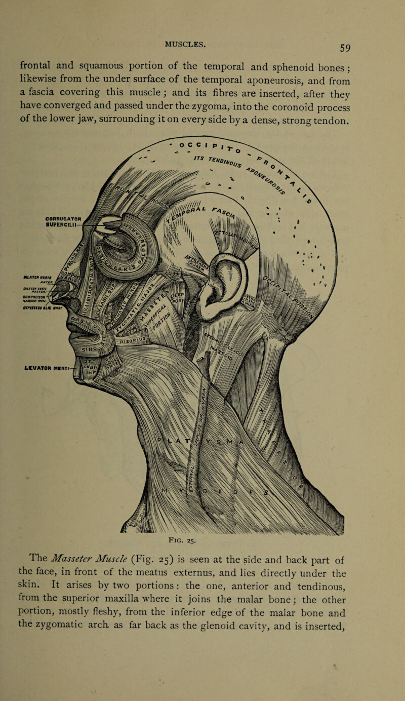 frontal and squamous portion of the temporal and sphenoid bones ; likewise from the under surface of the temporal aponeurosis, and from a fascia covering this muscle ; and its fibres are inserted, after they have converged and passed under the zygoma, into the coronoid process of the lower jaw, surrounding it on every side by a dense, strong tendon. The Masseter Muscle (Fig. 25) is seen at the side and back part of the face, in front of the meatus externus, and lies directly under the skin. It arises by two portions: the one, anterior and tendinous, from the superior maxilla where it joins the malar bone; the other portion, mostly fleshy, from the inferior edge of the malar bone and the zygomatic arch as far back as the glenoid cavity, and is inserted,