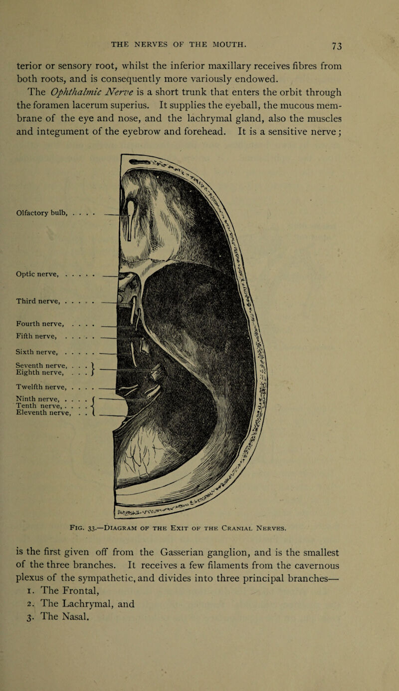 terior or sensory root, whilst the inferior maxillary receives fibres from both roots, and is consequently more variously endowed. The Ophthalmic Nerve is a short trunk that enters the orbit through the foramen lacerum superius. It supplies the eyeball, the mucous mem¬ brane of the eye and nose, and the lachrymal gland, also the muscles and integument of the eyebrow and forehead. It is a sensitive nerve ; Olfactory bulb, . Optic nerve, . . Third nerve, . Fourth nerve. Fifth nerve, Sixth nerve, . Seventh nerve, Eighth nerve, Twelfth nerve, Ninth nerve, . Tenth nerve, . Eleventh nerve, Fig. 33.—Diagram of the Exit of the Cranial Nerves. is the first given off from the Gasserian ganglion, and is the smallest of the three branches. It receives a few filaments from the cavernous plexus of the sympathetic, and divides into three principal branches— 1. The Frontal, 2. The Lachrymal, and 3. The Nasal.