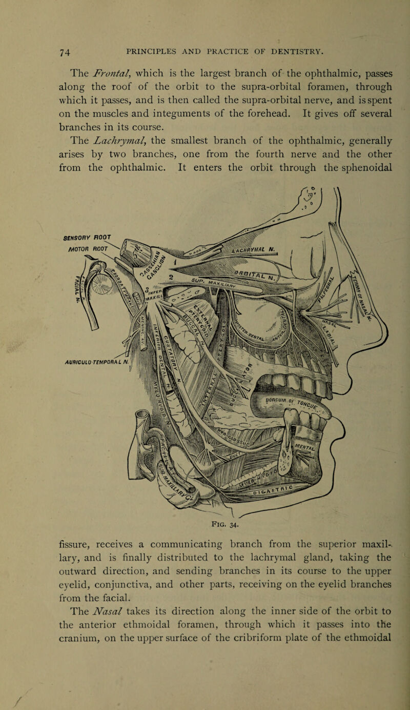 The Frontal, which is the largest branch of the ophthalmic, passes along the roof of the orbit to the supra-orbital foramen, through which it passes, and is then called the supra-orbital nerve, and is spent on the muscles and integuments of the forehead. It gives off several branches in its course. The Lachrymal, the smallest branch of the ophthalmic, generally arises by two branches, one from the fourth nerve and the other from the ophthalmic. It enters the orbit through the sphenoidal fissure, receives a communicating branch from the superior maxil-. lary, and is finally distributed to the lachrymal gland, taking the outward direction, and sending branches in its course to the upper eyelid, conjunctiva, and other parts, receiving on the eyelid branches from the facial. The Nasal takes its direction along the inner side of the orbit to the anterior ethmoidal foramen, through which it passes into the cranium, on the upper surface of the cribriform plate of the ethmoidal