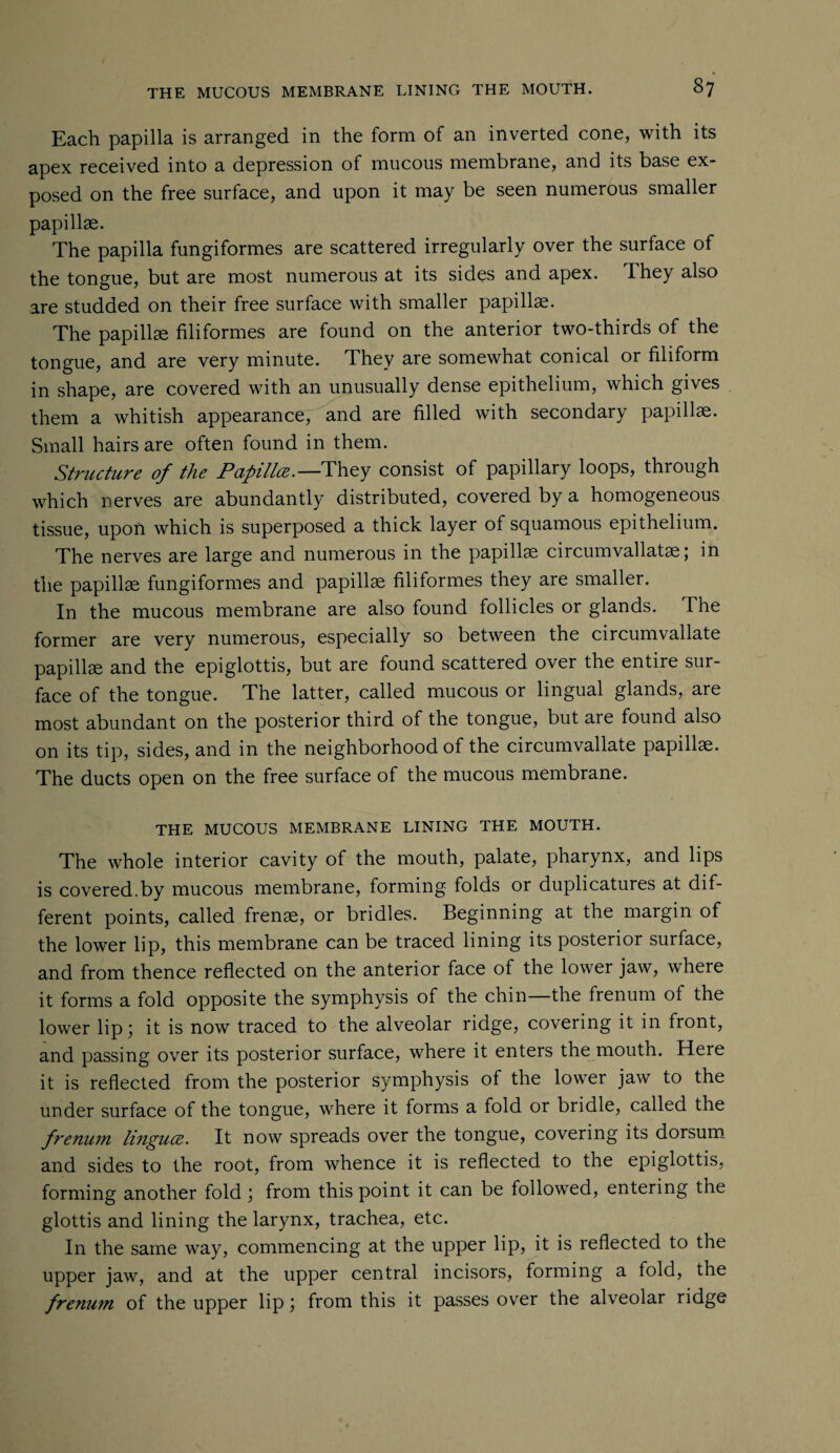 Each papilla is arranged in the form of an inverted cone, with its apex received into a depression of mucous membrane, and its base ex¬ posed on the free surface, and upon it may be seen numerous smaller papillae. The papilla fungiformes are scattered irregularly over the surface of the tongue, but are most numerous at its sides and apex. They also are studded on their free surface with smaller papillae. The papillae filiformes are found on the anterior two-thirds of the tongue, and are very minute. They are somewhat conical or filiform in shape, are covered with an unusually dense epithelium, which gives them a whitish appearance, and are filled with secondary papillae. Small hairs are often found in them. Structure of the Papillce.—They consist of papillary loops, through which nerves are abundantly distributed, covered by a homogeneous tissue, upon which is superposed a thick layer of squamous epithelium. The nerves are large and numerous in the papillae circumvallatae; in the papillae fungiformes and papillae filiformes they are smaller. In the mucous membrane are also found follicles or glands. The former are very numerous, especially so between the circumvallate papillae and the epiglottis, but are found scattered over the entire sur¬ face of the tongue. The latter, called mucous or lingual glands, are most abundant on the posterior third of the tongue, but are found also on its tip, sides, and in the neighborhood of the circumvallate papillae. The ducts open on the free surface of the mucous membrane. THE MUCOUS MEMBRANE LINING THE MOUTH. The whole interior cavity of the mouth, palate, pharynx, and lips is covered.by mucous membrane, forming folds or duplicatures at dif¬ ferent points, called frenae, or bridles. Beginning at the margin of the lower lip, this membrane can be traced lining its posterior surface, and from thence reflected on the anterior face of the lower jaw, where it forms a fold opposite the symphysis of the chin the frenum of the lower lip * it is now traced to the alveolar ridge, covering it in front, and passing over its posterior surface, where it enters the mouth. Here it is reflected from the posterior symphysis of the lower jaw to the under surface of the tongue, where it forms a fold or bridle, called the frenum linguce. It now spreads over the tongue, covering its dorsum and sides to the root, from whence it is reflected to the epiglottis, forming another fold; from this point it can be followed, entering the glottis and lining the larynx, trachea, etc. In the same way, commencing at the upper lip, it is reflected to the upper jaw, and at the upper central incisors, forming a fold, the frenum of the upper lip; from this it passes over the alveolar ridge