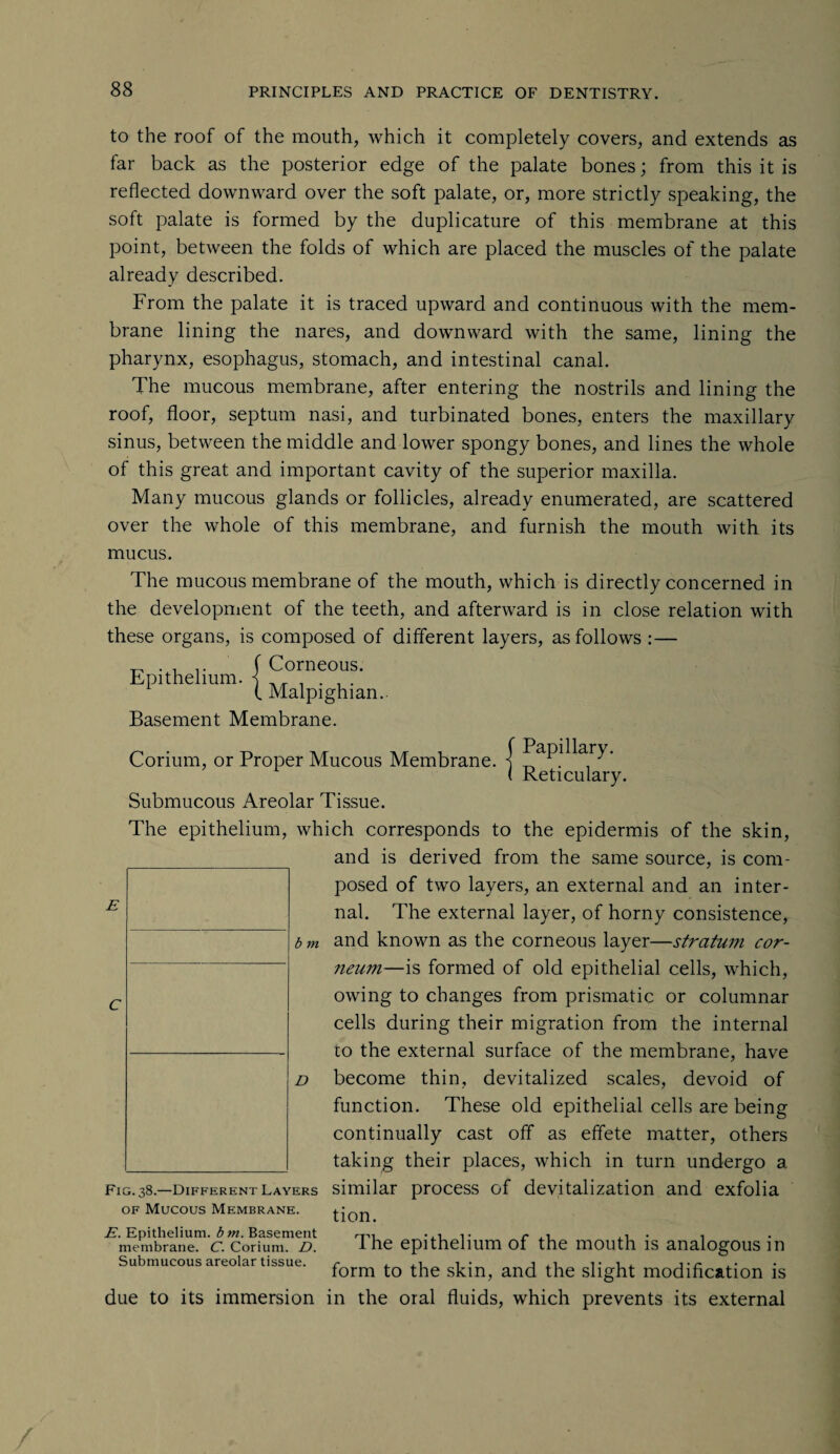 to the roof of the mouth, which it completely covers, and extends as far back as the posterior edge of the palate bones; from this it is reflected downward over the soft palate, or, more strictly speaking, the soft palate is formed by the duplicature of this membrane at this point, between the folds of which are placed the muscles of the palate already described. From the palate it is traced upward and continuous with the mem¬ brane lining the nares, and downward with the same, lining the pharynx, esophagus, stomach, and intestinal canal. The mucous membrane, after entering the nostrils and lining the roof, floor, septum nasi, and turbinated bones, enters the maxillary sinus, between the middle and lower spongy bones, and lines the whole of this great and important cavity of the superior maxilla. Many mucous glands or follicles, already enumerated, are scattered over the whole of this membrane, and furnish the mouth with its mucus. The mucous membrane of the mouth, which is directly concerned in the development of the teeth, and afterward is in close relation with these organs, is composed of different layers, as follows :— | Corneous. I Malpighian.. Basement Membrane. Corium, or Proper Mucous Membrane. { ^aP|^ary* ( Reticulary. Submucous Areolar Tissue. The epithelium, which corresponds to the epidermis of the skin, and is derived from the same source, is com¬ posed of two layers, an external and an inter¬ nal. The external layer, of horny consistence, bm and known as the corneous layer—stratum cor- neum—is formed of old epithelial cells, which, owing to changes from prismatic or columnar cells during their migration from the internal to the external surface of the membrane, have become thin, devitalized scales, devoid of function. These old epithelial cells are being continually cast off as effete matter, others taking their places, which in turn undergo a Epithelium. c D Fig. 38.—different layers similar process of devitalization and exfolia of Mucous Membrane. tion. E. Epithelium, bm. Basement membrane. C. Corium. D. Submucous areolar tissue. The epithelium of the mouth is analogous in form to the skin, and the slight modification is due to its immersion in the oral fluids, which prevents its external