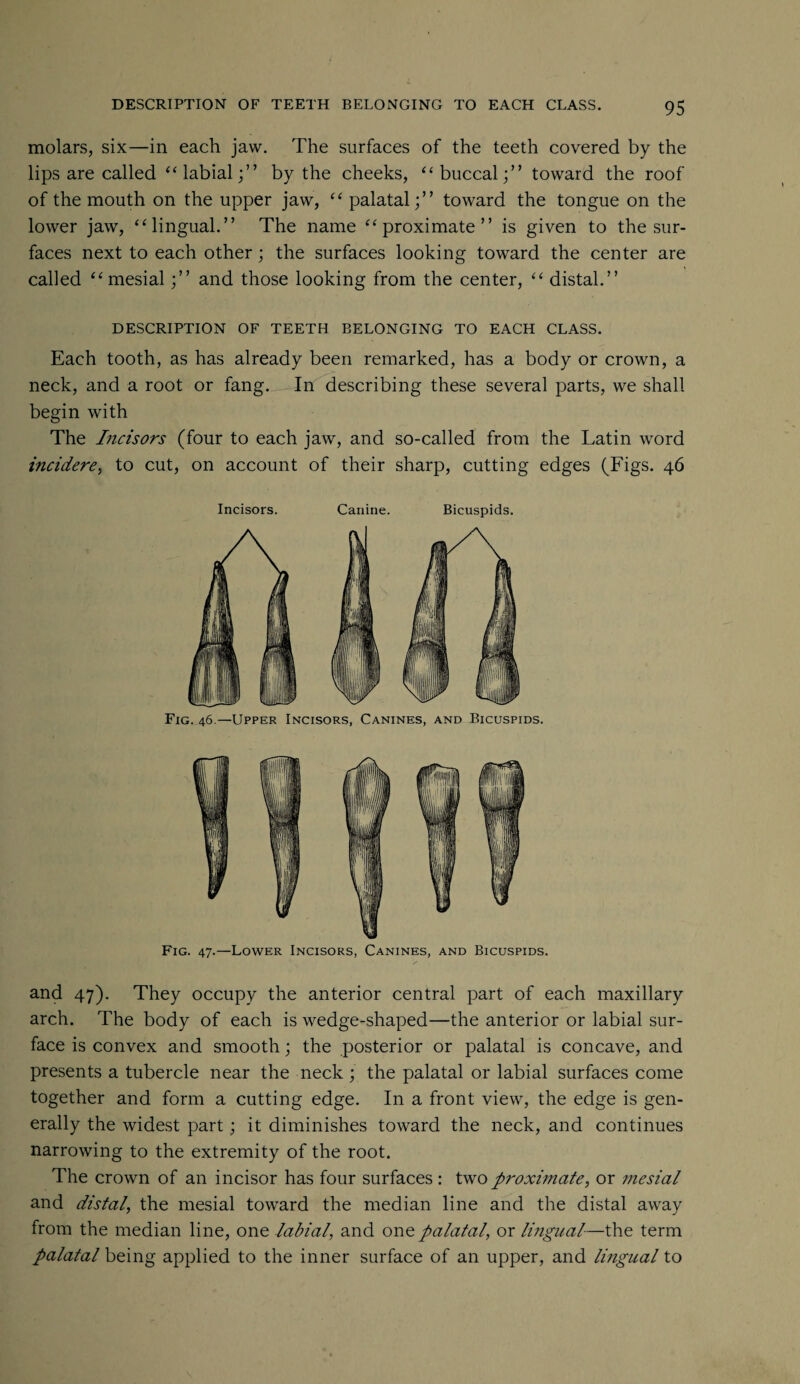 molars, six—in each jaw. The surfaces of the teeth covered by the lips are called “labial;” by the cheeks, “buccal;” toward the roof of the mouth on the upper jaw, “ palatal;” toward the tongue on the lower jaw, “lingual.” The name “proximate” is given to the sur¬ faces next to each other; the surfaces looking toward the center are called “mesial;” and those looking from the center, “ distal.” DESCRIPTION OF TEETH BELONGING TO EACH CLASS. Each tooth, as has already been remarked, has a body or crown, a neck, and a root or fang. In describing these several parts, we shall begin with The Incisors (four to each jaw, and so-called from the Latin word incidere, to cut, on account of their sharp, cutting edges (Figs. 46 Incisors. Canine. Bicuspids. Fig. 46.—Upper Incisors, Canines, and Bicuspids. Fig. 47.—Lower Incisors, Canines, and Bicuspids. and 47). They occupy the anterior central part of each maxillary arch. The body of each is wedge-shaped—the anterior or labial sur¬ face is convex and smooth; the posterior or palatal is concave, and presents a tubercle near the neck ; the palatal or labial surfaces come together and form a cutting edge. In a front view, the edge is gen¬ erally the widest part; it diminishes toward the neck, and continues narrowing to the extremity of the root. The crown of an incisor has four surfaces : two proximate, or mesial and distal, the mesial toward the median line and the distal away from the median line, one labial, and one palatal, or lingual—the term palatal being applied to the inner surface of an upper, and lingual to