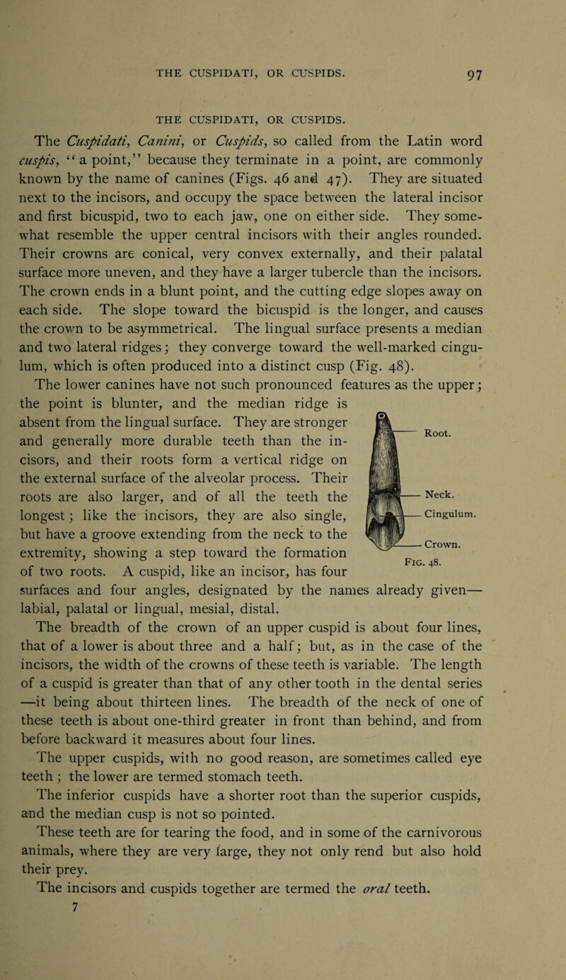 THE CUSPID ATI, OR CUSPIDS. The Cnspidati, Canini, or Cuspids, so called from the Latin word cuspis, “ a point,” because they terminate in a point, are commonly known by the name of canines (Figs. 46 and 47). They are situated next to the incisors, and occupy the space between the lateral incisor and first bicuspid, two to each jaw, one on either side. They some¬ what resemble the upper central incisors with their angles rounded. Their crowns are conical, very convex externally, and their palatal surface more uneven, and they have a larger tubercle than the incisors. The crown ends in a blunt point, and the cutting edge slopes away on each side. The slope toward the bicuspid is the longer, and causes the crown to be asymmetrical. The lingual surface presents a median and two lateral ridges; they converge toward the well-marked cingu¬ lum, which is often produced into a distinct cusp (Fig. 48). The lower canines have not such pronounced features as the upper; the point is blunter, and the median ridge is absent from the lingual surface. They are stronger and generally more durable teeth than the in¬ cisors, and their roots form a vertical ridge on the external surface of the alveolar process. Their roots are also larger, and of all the teeth the longest; like the incisors, they are also single, but have a groove extending from the neck to the extremity, showing a step toward the formation of two roots. A cuspid, like an incisor, has four surfaces and four angles, designated by the names already given— labial, palatal or lingual, mesial, distal. The breadth of the crown of an upper cuspid is about four lines, that of a lower is about three and a half; but, as in the case of the incisors, the width of the crowns of these teeth is variable. The length of a cuspid is greater than that of any other tooth in the dental series —it being about thirteen lines. The breadth of the neck of one of these teeth is about one-third greater in front than behind, and from before backward it measures about four lines. The upper cuspids, with no good reason, are sometimes called eye teeth ; the lower are termed stomach teeth. The inferior cuspids have a shorter root than the superior cuspids, and the median cusp is not so pointed. These teeth are for tearing the food, and in some of the carnivorous animals, where they are very large, they not only rend but also hold their prey. The incisors and cuspids together are termed the oral teeth. 7 Root. Neck. Cingulum. Crown. Fig. 48.