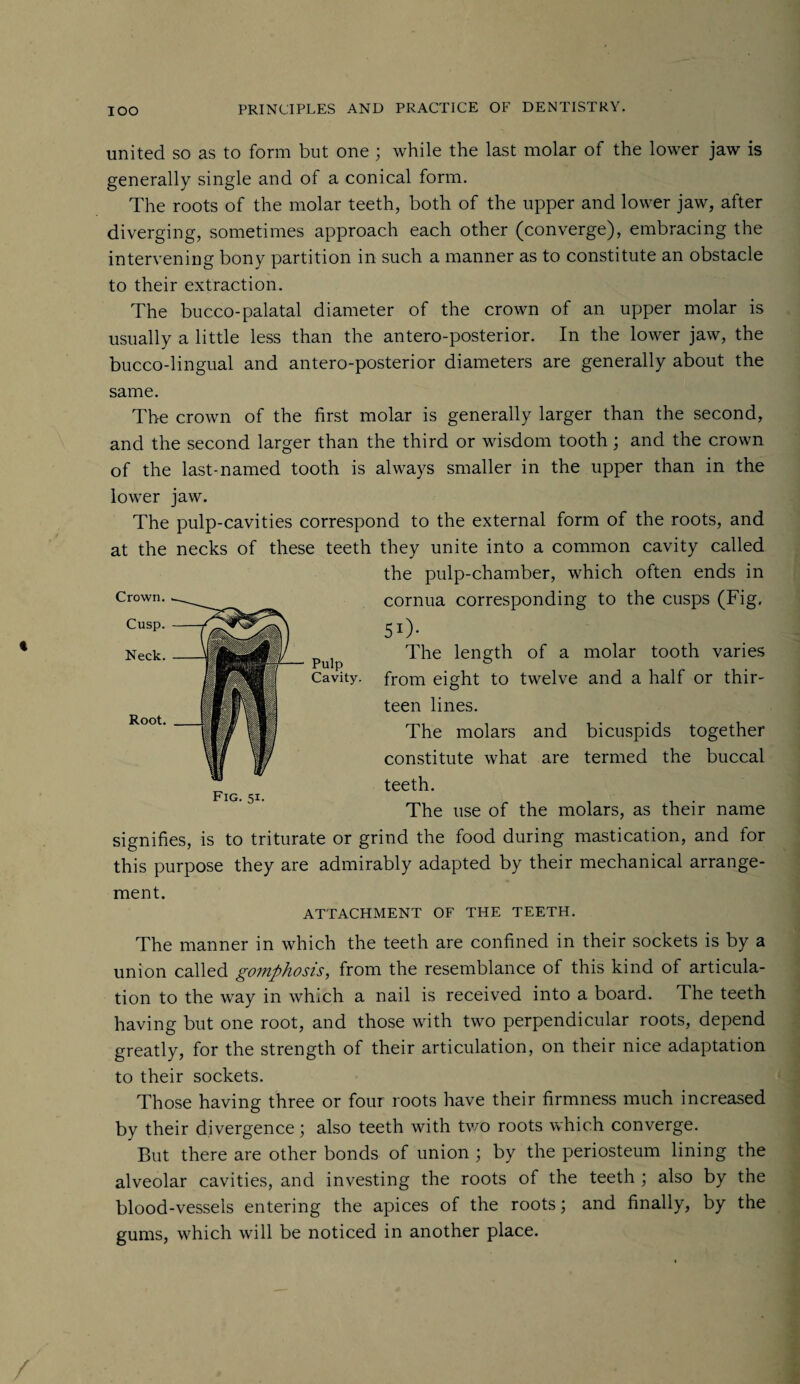 united so as to form but one ; while the last molar of the lower jaw is generally single and of a conical form. The roots of the molar teeth, both of the upper and lower jaw, after diverging, sometimes approach each other (converge), embracing the intervening bony partition in such a manner as to constitute an obstacle to their extraction. The bucco-palatal diameter of the crown of an upper molar is usually a little less than the antero-posterior. In the lower jaw, the bucco-lingual and antero-posterior diameters are generally about the same. The crown of the first molar is generally larger than the second, and the second larger than the third or wisdom tooth; and the crown of the last-named tooth is always smaller in the upper than in the Pulp Cavity. lower jaw. The pulp-cavities correspond to the external form of the roots, and at the necks of these teeth they unite into a common cavity called the pulp-chamber, which often ends in cornua corresponding to the cusps (Fig. 51)- The length of a molar tooth varies from eight to twelve and a half or thir¬ teen lines. The molars and bicuspids together constitute what are termed the buccal teeth. The use of the molars, as their name signifies, is to triturate or grind the food during mastication, and for this purpose they are admirably adapted by their mechanical arrange¬ ment. ATTACHMENT OF THE TEETH. Root. Fig. 51. The manner in which the teeth are confined in their sockets is by a union called gomfthosis, from the resemblance of this kind of articula¬ tion to the way in which a nail is received into a board. The teeth having but one root, and those with two perpendicular roots, depend greatly, for the strength of their articulation, on their nice adaptation to their sockets. Those having three or four roots have their firmness much increased by their divergence 5 also teeth with two roots which converge. But there are other bonds of union ; by the periosteum lining the alveolar cavities, and investing the roots of the teeth ; also by the blood-vessels entering the apices of the roots; and finally, by the gums, which will be noticed in another place.