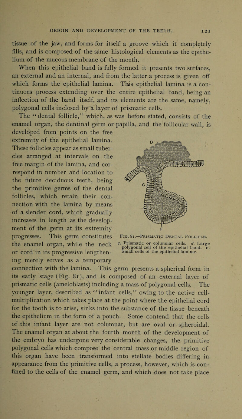 tissue of the jaw, and forms for itself a groove which it completely fills, and is composed of the same histological elements as the epithe¬ lium of the mucous membrane of the mouth. When this epithelial band is fully formed it presents two surfaces, an external and an internal, and from the latter a process is given off which forms the epithelial lamina. This epithelial lamina is a con¬ tinuous process extending over the entire epithelial band, being an inflection of the band itself, and its elements are the same, namely, polygonal cells inclosed by a layer of prismatic cells. The “dental follicle,” which, as was before stated, consists of the enamel organ, the dentinal germ or papilla, and the follicular wall, is developed from points on the free extremity of the epithelial lamina. These follicles appear as small tuber¬ cles arranged at intervals on the free margin of the lamina, and cor¬ respond in number and location to the future deciduous teeth, being the primitive germs of the dental follicles, which retain their con¬ nection with the lamina by means of a slender cord, which gradually increases in length as the develop¬ ment of the germ at its extremity progresses. This germ constitutes the enamel organ, while the neck or cord in its progressive lengthen¬ ing merely serves as a temporary connection with the lamina. This germ presents a spherical form in its early stage (Fig. 81), and is composed of an external layer of prismatic cells (ameloblasts) including a mass of polygonal cells. The younger layer, described as “infant cells,” owing to the active cell- multiplication which takes place at the point where the epithelial cord for the tooth is to arise, sinks into the substance of the tissue beneath the epithelium in the form of a pouch. Some contend that the cells of this infant layer are not columnar, but are oval or spheroidal. The enamel organ at about the fourth month of the development of the embryo has undergone very considerable changes, the primitive polygonal cells which compose the central mass or middle region of this organ have been transformed into stellate bodies differing in appearance from the primitive cells, a process, however, which is con¬ fined to the cells of the enamel germ, and which does not take place Fig. 8i.—Prismatic Dental Follicle. c. Prismatic or columnar ceils, d. Large polygonal cell of the epithelial band. f. Small cells of the epithelial laminae.