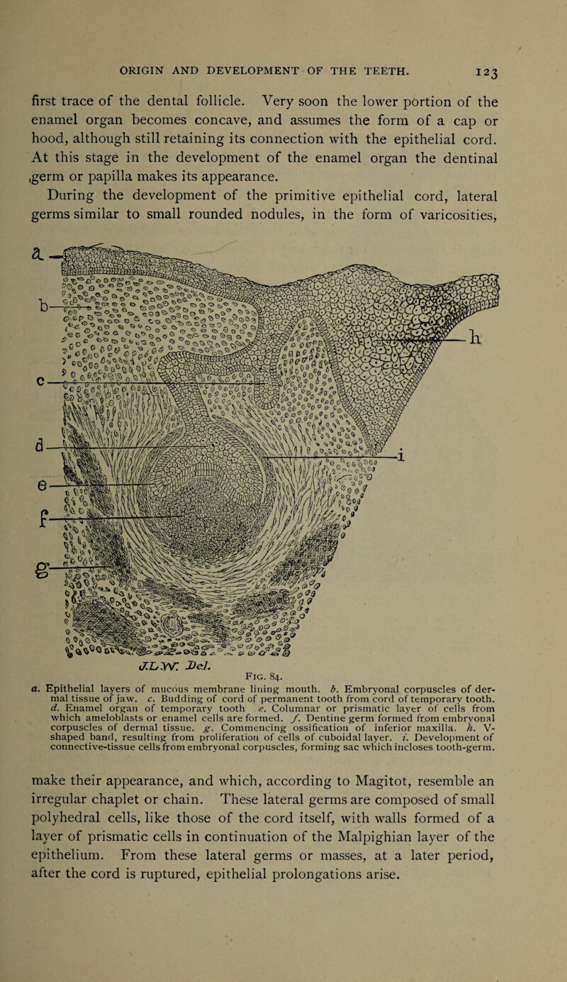 first trace of the dental follicle. Very soon the lower portion of the enamel organ becomes concave, and assumes the form of a cap or hood, although still retaining its connection with the epithelial cord. At this stage in the development of the enamel organ the dentinal ,germ or papilla makes its appearance. During the development of the primitive epithelial cord, lateral germs similar to small rounded nodules, in the form of varicosities, J.DW. 2 el. Fig. 84. a. Epithelial layers of mucous membrane lining mouth, b. Embryonal corpuscles of der¬ mal tissue of jaw. c. Budding of cord of permanent tooth from cord of temporary tooth. d. Enamel organ of temporary tooth e. Columnar or prismatic layer of cells from which ameloblasts or enamel cells are formed, f. Dentine germ formed from embiwonal corpuscles of dermal tissue, g. Commencing ossification of inferior maxilla, h. V- shaped band, resulting from proliferation of cells of cuboidal layer, i. Development of connective-tissue cells from embryonal corpuscles, forming sac which incloses tooth-germ. make their appearance, and which, according to Magitot, resemble an irregular chaplet or chain. These lateral germs are composed of small polyhedral cells, like those of the cord itself, with walls formed of a layer of prismatic cells in continuation of the Malpighian layer of the epithelium. From these lateral germs or masses, at a later period, after the cord is ruptured, epithelial prolongations arise.