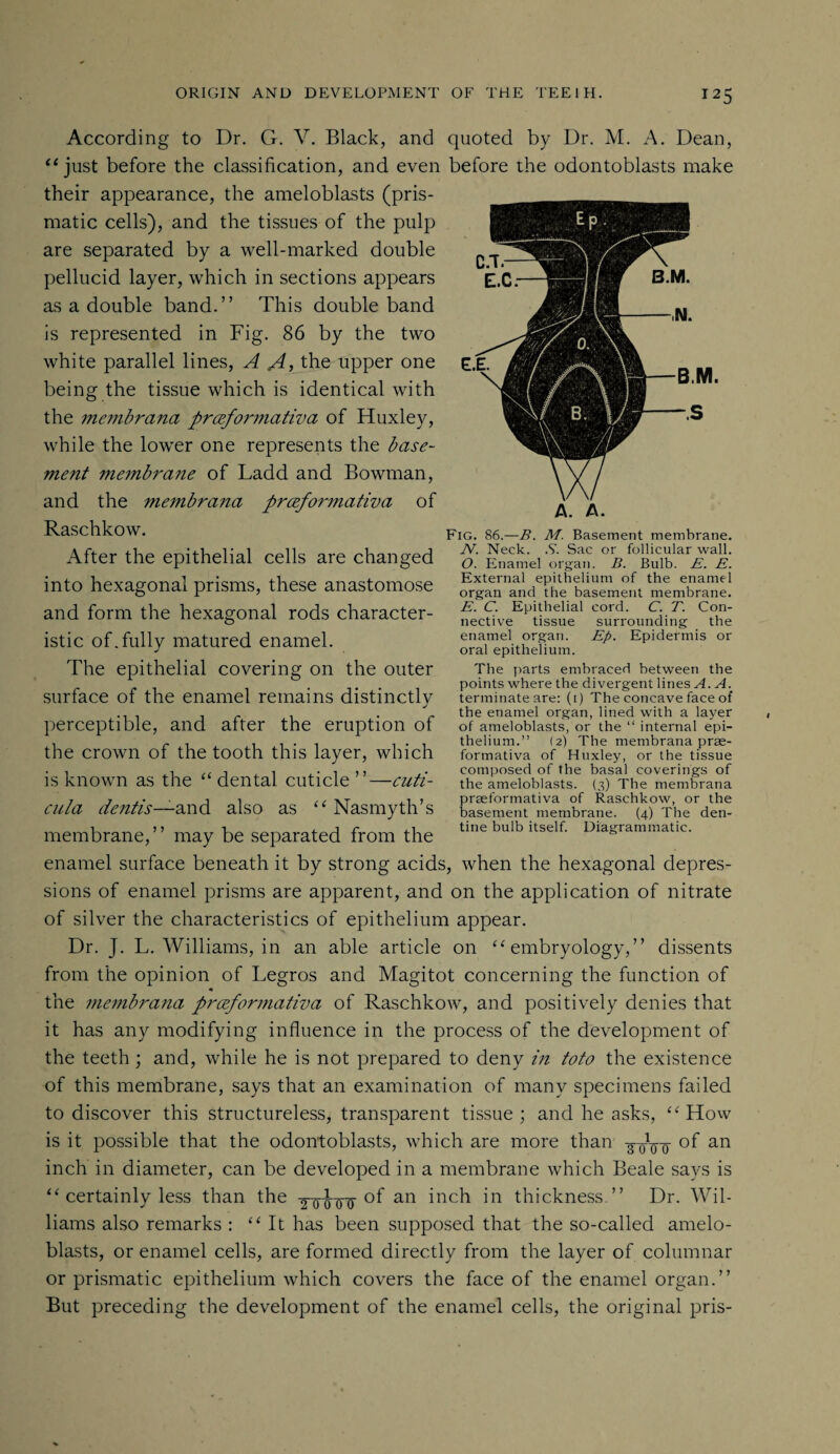 According to Dr. G. V. Black, and quoted by Dr. M. A. Dean, “ just before the classification, and even before the odontoblasts make their appearance, the ameloblasts (pris¬ matic cells), and the tissues of the pulp are separated by a well-marked double pellucid layer, which in sections appears as a double band.” This double band is represented in Fig. 86 by the two white parallel lines, A A, the upper one being the tissue which is identical with the membrana prceformativa of Huxley, while the lower one represents the base¬ ment membrane of Ladd and Bowman, and the membrana prcefor??iativa of Raschkow. After the epithelial cells are changed into hexagonal prisms, these anastomose and form the hexagonal rods character¬ istic of.fully matured enamel. The epithelial covering on the outer surface of the enamel remains distinctly j perceptible, and after the eruption of the crown of the tooth this layer, which is known as the “ dental cuticle ”—cuti- cula dentis—and also as “ Nasmyth’s membrane, ’ ’ may be separated from the A. A. Fig. 86.—B. M. Basement membrane. N. Neck. .S'. Sac or follicular wall. O. Enamel organ. B. Bulb. E. E. External epithelium of the enamel organ and the basement membrane. E. C. Epithelial cord. C. T. Con¬ nective tissue surrounding the enamel organ. Ep. Epidermis or oral epithelium. The parts embraced between the points where the divergent lines A. A. terminate are: (i) The concave face of the enamel organ, lined with a layer of ameloblasts, or the “ internal epi¬ thelium.” (2) The membrana prae- formativa of Huxley, or the tissue composed of the basal coverings of the ameloblasts. (3) The membrana praeformativa of Raschkow, or the basement membrane. (4) The den¬ tine bulb itself. Diagrammatic. enamel surface beneath it by strong acids, when the hexagonal depres¬ sions of enamel prisms are apparent, and on the application of nitrate of silver the characteristics of epithelium appear. Dr. J. L. Williams, in an able article on “embryology,” dissents from the opinion of Legros and Magitot concerning the function of m the membrana prceformativa of Raschkow, and positively denies that it has any modifying influence in the process of the development of the teeth ; and, while he is not prepared to deny in toto the existence of this membrane, says that an examination of many specimens failed to discover this structureless, transparent tissue ; and he asks, “ How is it possible that the odontoblasts, which are more than -30V0 of an inch in diameter, can be developed in a membrane which Beale says is “ certainly less than the yeto o'an inch in thickness.” Dr. Wil¬ liams also remarks : “It has been supposed that the so-called amelo¬ blasts, or enamel cells, are formed directly from the layer of columnar or prismatic epithelium which covers the face of the enamel organ.” But preceding the development of the enamel cells, the original pris-