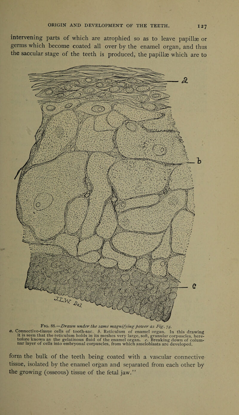 intervening parts of which are atrophied so as to leave papillae or germs which become coated all over by the enamel organ, and thus the saccular stage of the teeth is produced, the papillae which are to Fig. 88.—Drawn under the same magnifying power as Fig. 7^. a. Connective-tissue cells of tooth-sac. b. Reticulum of enamel organ. In this drawing it is seen that the reticulum holds in its meshes very large, soft, granular corpuscles, here¬ tofore known as the gelatinous fluid of the enamel organ, c. Breaking down of colum¬ nar layer of cells into embryonal corpuscles, from which ameloblasts are developed. form the bulk of the teeth being coated with a vascular connective tissue, isolated by the enamel organ and separated from each other by the growing (osseous) tissue of the fetal jaw.”