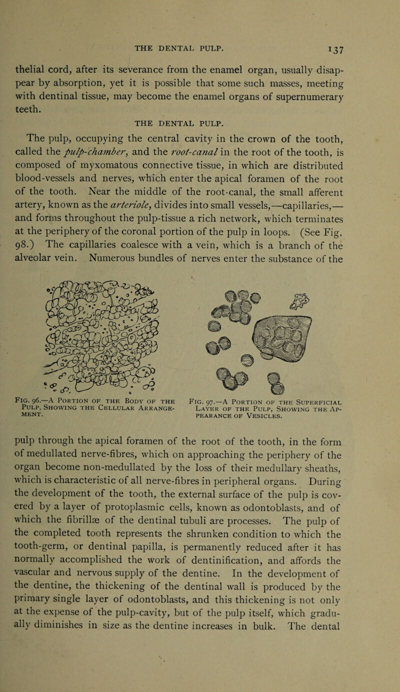 thelial cord, after its severance from the enamel organ, usually disap¬ pear by absorption, yet it is possible that some such masses, meeting with dentinal tissue, may become the enamel organs of supernumerary teeth. THE DENTAL PULP. The pulp, occupying the central cavity in the crown of the tooth, called the pulp-chamber, and the root-canal in the root of the tooth, is composed of myxomatous connective tissue, in which are distributed blood-vessels and nerves, which enter the apical foramen of the root of the tooth. Near the middle of the root-canal, the small afferent artery, known as the arteriole, divides into small vessels,—capillaries,— and forms throughout the pulp-tissue a rich network, which terminates at the periphery of the coronal portion of the pulp in loops. (See Fig. 98.) The capillaries coalesce with a vein, which is a branch of the alveolar vein. Numerous bundles of nerves enter the substance of the Fig. 96.—A Portion of the Body of the Pulp, Showing the Cellular Arrange¬ ment. Fig. 97.—A Portion of the Superficial Layer of the Pulp, Showing the Ap¬ pearance of Vesicles. pulp through the apical foramen of the root of the tooth, in the form of medullated nerve-fibres, which on approaching the periphery of the organ become non-medullated by the loss of their medullary sheaths, which is characteristic of all nerve-fibres in peripheral organs. During the development of the tooth, the external surface of the pulp is cov¬ ered by a layer of protoplasmic cells, known as odontoblasts, and of which the fibrillae of the dentinal tubuli are processes. The pulp of the completed tooth represents the shrunken condition to which the tooth-germ, or dentinal papilla, is permanently reduced after it has normally accomplished the work of dentinification, and affords the vascular and nervous supply of the dentine. In the development of the dentine, the thickening of the dentinal wall is produced by the primary single layer of odontoblasts, and this thickening is not only at the expense of the pulp-cavity, but of the pulp itself, which gradu¬ ally diminishes in size as the dentine increases in bulk. The dental