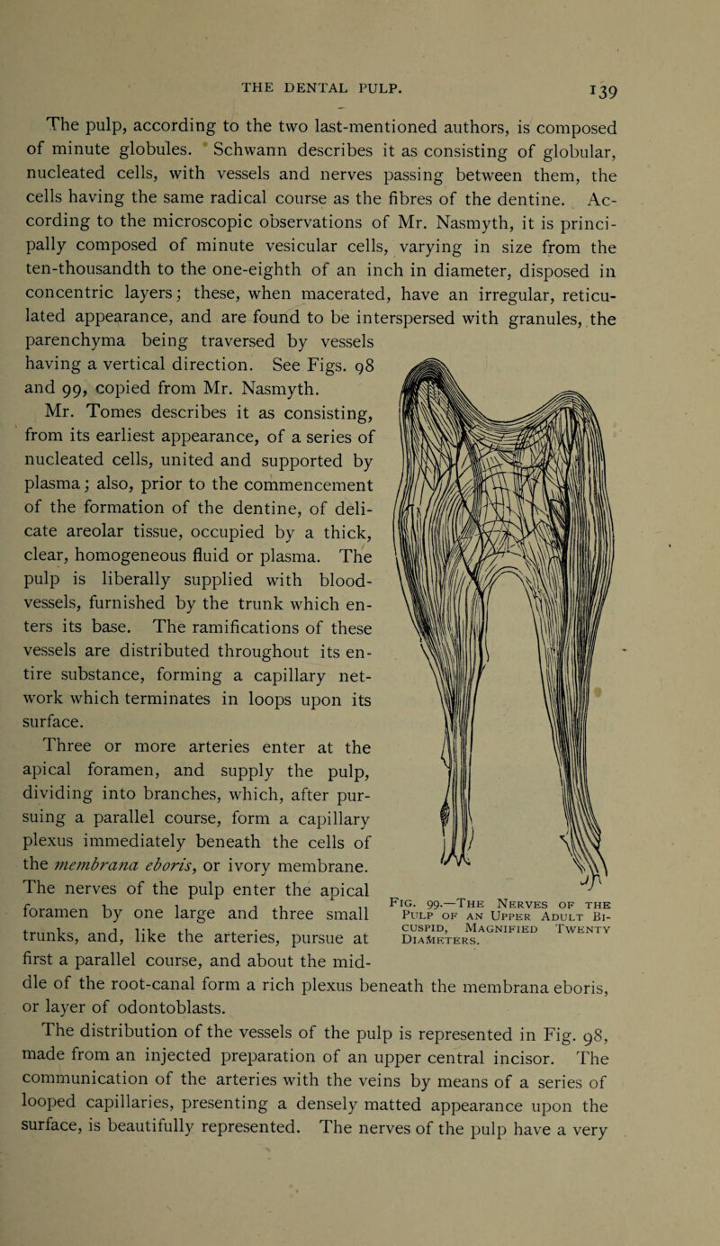 T39 The pulp, according to the two last-mentioned authors, is composed of minute globules. Schwann describes it as consisting of globular, nucleated cells, with vessels and nerves passing between them, the cells having the same radical course as the fibres of the dentine. Ac¬ cording to the microscopic observations of Mr. Nasmyth, it is princi¬ pally composed of minute vesicular cells, varying in size from the ten-thousandth to the one-eighth of an inch in diameter, disposed in concentric layers; these, when macerated, have an irregular, reticu¬ lated appearance, and are found to be interspersed with granules, the parenchyma being traversed by vessels having a vertical direction. See Figs. 98 and 99, copied from Mr. Nasmyth. Mr. Tomes describes it as consisting, from its earliest appearance, of a series of nucleated cells, united and supported by plasma; also, prior to the commencement of the formation of the dentine, of deli¬ cate areolar tissue, occupied by a thick, clear, homogeneous fluid or plasma. The pulp is liberally supplied with blood¬ vessels, furnished by the trunk which en¬ ters its base. The ramifications of these vessels are distributed throughout its en¬ tire substance, forming a capillary net¬ work which terminates in loops upon its surface. Three or more arteries enter at the apical foramen, and supply the pulp, dividing into branches, which, after pur¬ suing a parallel course, form a capillary plexus immediately beneath the cells of the tnembrana eboris, or ivory membrane. The nerves of the pulp enter the apical foramen by one large and three small trunks, and, like the arteries, pursue at first a parallel course, and about the mid¬ dle of the root-canal form a rich plexus beneath the membrana eboris, or layer of odontoblasts. The distribution of the vessels of the pulp is represented in Fig. 98, made from an injected preparation of an upper central incisor. The communication of the arteries with the veins by means of a series of looped capillaries, presenting a densely matted appearance upon the surface, is beautifully represented. The nerves of the pulp have a very Fig. 99.—The Nerves of the Pulp of an Upper Adult Bi¬ cuspid, Magnified Twenty DiajUeters.