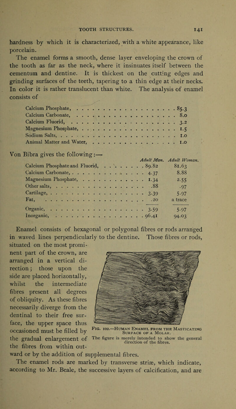 hardness by which it is characterized, with a white appearance, like porcelain. The enamel forms a smooth, dense layer enveloping the crown of the tooth as far as the neck, where it insinuates itself between the cementum and dentine. It is thickest on the cutting edges and grinding surfaces of the teeth, tapering to a thin edge at their necks. In color it is rather translucent than white. The analysis of enamel consists of Calcium Phosphate, . . Calcium Carbonate, . . Calcium Fluorid, . . . Magnesium Phosphate, . Sodium Salts, ..... Animal Matter and Water, Von Bibra gives the following:— Adult Man. Adult Woman. Calcium Phosphate and Fluorid,.89.82 81*63 Calcium Carbonate,. 4*37 8.88 Magnesium Phosphate,.1*34 2.55 Other salts,.88 .97 Cartilage,.3.39 5.97 Fat, .20 a trace Organic,.3.59 5.97 Inorganic, .96.41 94*°3 85-3 8.0 3-2 i-5 r.o 1.0 Enamel consists of hexagonal or polygonal fibres or rods arranged in waved lines perpendicularly to the dentine. Those fibres or rods, situated on the most promi¬ nent part of the crown, are ^ arranged in a vertical di¬ rection ; those upon the side are placed horizontally, whilst the intermediate fibres present all degrees of obliquity. As these fibres necessarily diverge from the dentinal to their free sur¬ face, the upper space thus occasioned must be filled by the gradual enlargement of the fibres from within out¬ ward or by the addition of supplemental fibres. The enamel rods are marked by transverse striae, which indicate, according to Mr. Beale, the successive layers of calcification, and are Fig. 102.—Human Enamel from the Masticating Surface of a Molar. The figure is merely intended to show the general direction of the fibres.