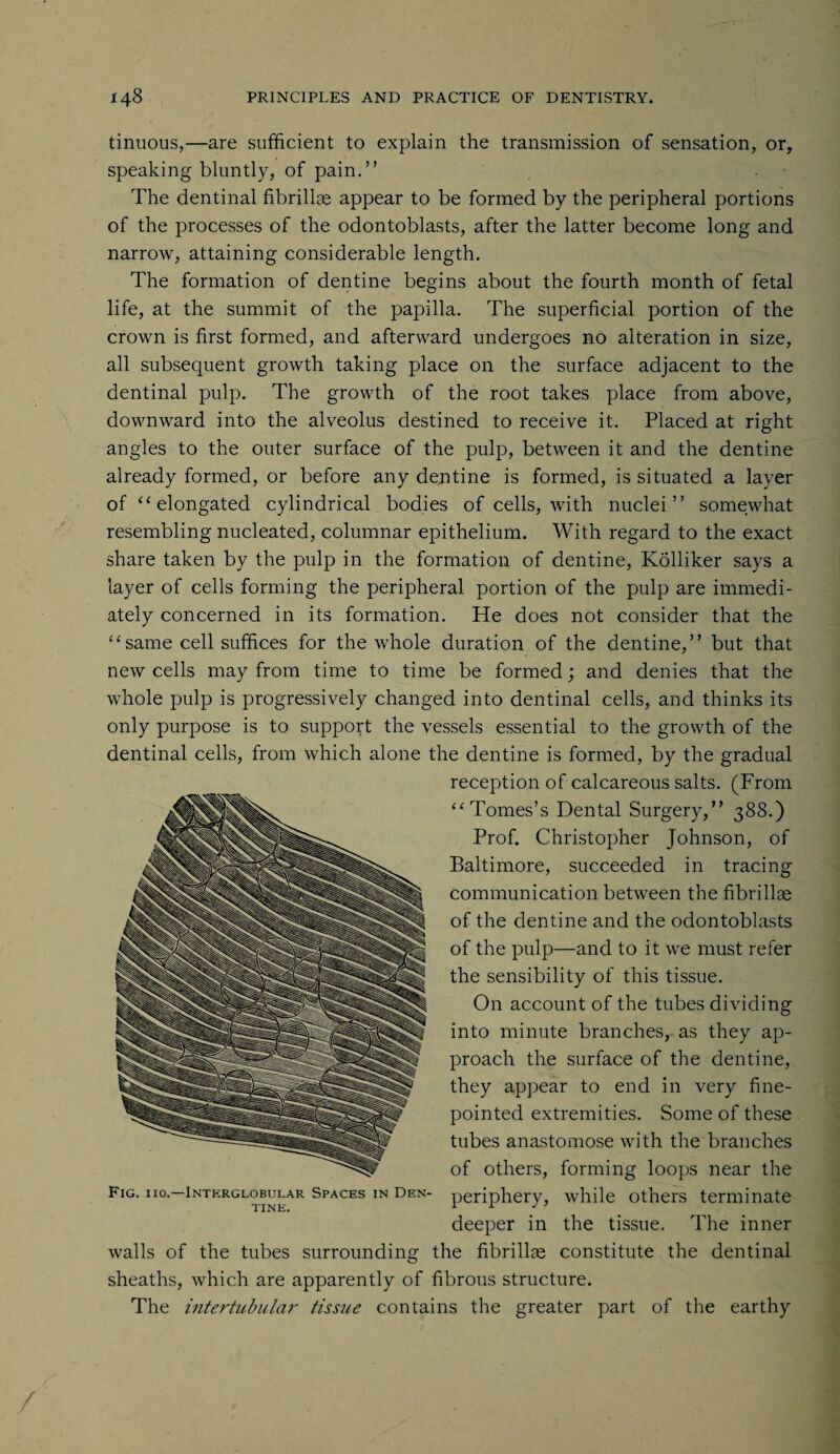 tinuous,—are sufficient to explain the transmission of sensation, or, speaking bluntly, of pain.” The dentinal fibrillae appear to be formed by the peripheral portions of the processes of the odontoblasts, after the latter become long and narrow, attaining considerable length. The formation of dentine begins about the fourth month of fetal life, at the summit of the papilla. The superficial portion of the crown is first formed, and afterward undergoes no alteration in size, all subsequent growth taking place on the surface adjacent to the dentinal pulp. The growth of the root takes place from above, downward into the alveolus destined to receive it. Placed at right angles to the outer surface of the pulp, between it and the dentine already formed, or before any dentine is formed, is situated a layer of “ elongated cylindrical bodies of cells, with nuclei” somewhat resembling nucleated, columnar epithelium. With regard to the exact share taken by the pulp in the formation of dentine, Kolliker says a layer of cells forming the peripheral portion of the pulp are immedi¬ ately concerned in its formation. He does not consider that the “same cell suffices for the whole duration of the dentine,” but that new cells may from time to time be formed; and denies that the whole pulp is progressively changed into dentinal cells, and thinks its only purpose is to support the vessels essential to the growth of the dentinal cells, from which alone the dentine is formed, by the gradual reception of calcareous salts. (From “Tomes’s Dental Surgery,” 388.) Prof. Christopher Johnson, of Baltimore, succeeded in tracing communication between the fibriUse of the dentine and the odontoblasts of the pulp—and to it we must refer the sensibility of this tissue. On account of the tubes dividing into minute branches, as they ap¬ proach the surface of the dentine, they appear to end in very fine- pointed extremities. Some of these tubes anastomose with the branches of others, forming loops near the Fig. ho—Interglobular Spaces in den- periphery, while others terminate deeper in the tissue. The inner walls of the tubes surrounding the fibrillae constitute the dentinal sheaths, which are apparently of fibrous structure. The intertubular tissue contains the greater part of the earthy