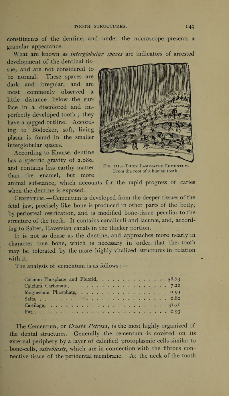 constituents of the dentine, and under the microscope presents a granular appearance. What are known as interglobular spaces are indicators of arrested development of the dentinal tis¬ sue, and are not considered to be normal. These spaces are dark and irregular, and are most commonly observed a little distance below the sur¬ face in a discolored and im¬ perfectly developed tooth ; they have a ragged outline. Accord¬ ing to Bodecker, soft, living plasm is found in the smaller interglobular spaces. According to Krause, dentine has a specific gravity of 2.080, and contains less earthy matter than the enamel, but more animal substance, which accounts for the rapid progress of caries when the dentine is exposed. Cementum.—Cementum is developed from the deeper tissues of the fetal jaw, precisely like bone is produced in other parts of the body, by periosteal ossification, and is modified bone-tissue peculiar to the structure of the teeth. It contains canaliculi and lacunae, and, accord¬ ing to Salter, Haversian canals in the thicker portion. It is not so dense as the dentine, and approaches more nearly in character true bone, which is necessary in order that the tooth may be tolerated by the more highly vitalized structures in relation with it. The analysis of cementum is as follows: — Calcium Phosphate and Fluorid,.58-73 Calcium Carbonate,.7*22 Magnesium Phosphate,.0.99 Salts,.0.82 Cartilage,. S1^1 Fat,.0.93 The Cementum, or Crusta Petrosa, is the most highly organized of the dental structures. Generally the cementum is covered on its external periphery by a layer of calcified protoplasmic cells similar to . bone-cells, osteoblasts, which are in connection with the fibrous con¬ nective tissue of the peridental membrane. At the neck of the tooth Fig. iii.—Thick Laminated Cementum. From the root of a human tooth.