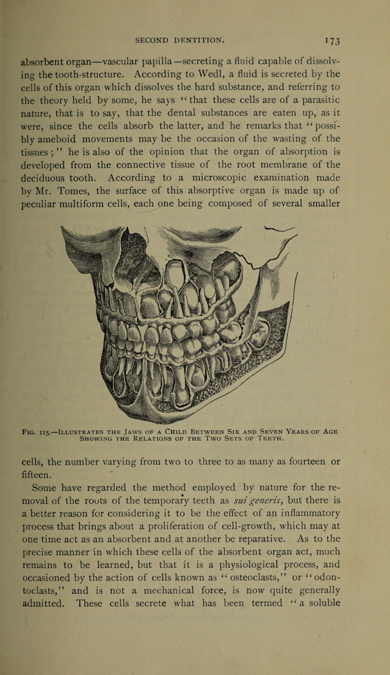 absorbent organ—vascular papilla—secreting a fluid capable of dissolv¬ ing the tooth-structure. According to Wedl, a fluid is secreted by the cells of this organ which dissolves the hard substance, and referring to the theory held by some, he says “that these cells are of a parasitic nature, that is to say, that the dental substances are eaten up, as it were, since the cells absorb the latter, and he remarks that “possi¬ bly ameboid movements may be the occasion of the wasting of the tissues;” he is also of the opinion that the organ of absorption is developed from the connective tissue of the root membrane of the deciduous tooth. According to a microscopic examination made by Mr. Tomes, the surface of this absorptive organ is made up of peculiar multiform cells, each one being composed of several smaller Fig. 115.—Illustrates the Jaws of a Child Between Six and Seven Years of Age Showing the Relations of the Two Sets of Teeth. cells, the number varying from two to three to as many as fourteen or fifteen. Some have regarded the method employed by nature for the re¬ moval of the roots of the temporary teeth as sui generis, but there is a better reason for considering it to be the effect of an inflammatory process that brings about a proliferation of cell-growth, which may at one time act as an absorbent and at another be reparative. As to the precise manner in which these cells of the absorbent organ act, much remains to be learned, but that it is a physiological process, and occasioned by the action of cells known as “ osteoclasts,” or “odon¬ toclasts,” and is not a mechanical force, is now quite generally admitted. These cells secrete what has been termed “a soluble