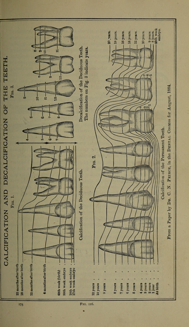 rd TO -+-> (-1 ® «* ® aj Eh ►, TO <D 2 -a O 33 TJ T3 '5 2 ft w © to rd • rH P «♦* - o H o d o TO pH ® o3 d o a =d • ^h d o d *3 ® o <D rd ft Eh ® ® H TO d o d d • rH O 0) Q © rd «W O d o • H +-> o3 O o r-H c3 o Fig. ii6. i75 Calcification of the Permanent Teeth. From a Paper by Dr. C. N. Peirce, in the Dental Cosmos for August, 1884.