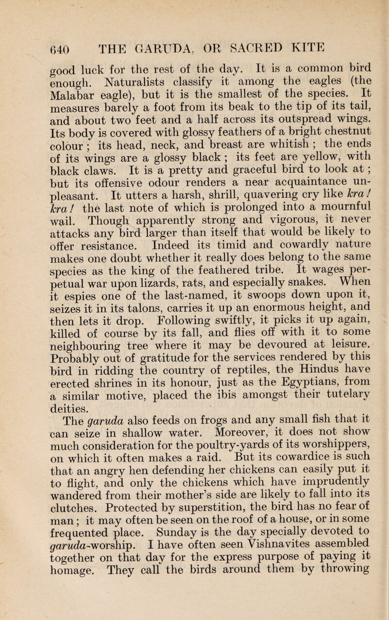 good luck for the rest of the day. It is a common bird enough. Naturalists classify it among the eagles (the Malabar eagle), but it is the smallest of the species. It measures barely a foot from its beak to the tip of its tail, and about two feet and a half across its outspread wings. Its body is covered with glossy feathers of a bright chestnut colour ; its head, neck, and breast are whitish ; the ends of its wings are a glossy black ; its feet are yellow, with black claws. It is a pretty and graceful bird to look at ; but its offensive odour renders a near acquaintance un¬ pleasant. It utters a harsh, shrill, quavering cry like hra ! kra ! the last note of which is prolonged into a mournful wail. Though apparently strong and vigorous, it never attacks any bird larger than itself that would be likely to offer resistance. Indeed its timid and cowardly nature makes one doubt whether it really does belong to the same species as the king of the feathered tribe. It wages per¬ petual war upon lizards, rats, and especially snakes. When it espies one of the last-named, it swoops down upon it, seizes it in its talons, carries it up an enormous height, and then lets it drop. Following swiftly, it picks it up again, killed of course by its fall, and flies off with it to some neighbouring tree where it may be devoured at leisure. Probably out of gratitude for the services rendered by this bird in ridding the country of reptiles, the Hindus have erected shrines in its honour, just as the Egyptians, from a similar motive, placed the ibis amongst their tutelary deities. The garuda also feeds on frogs and any small fish that it can seize in shallow water. Moreover, it does not show much consideration for the poultry-yards of its worshippers, on which it often makes a raid. But its cowardice is such that an angry hen defending her chickens can easily put it to flight, and only the chickens which have imprudently wandered from their mother’s side are likely to fall into its clutches. Protected by superstition, the bird has no fear of man ; it may often be seen on the roof of a house, or in some frequented place. Sunday is the day specially devoted to garuda-worship. I have often seen Vishnavites assembled together on that day for the express purpose of paying it homage. They calf the birds around them by throwing