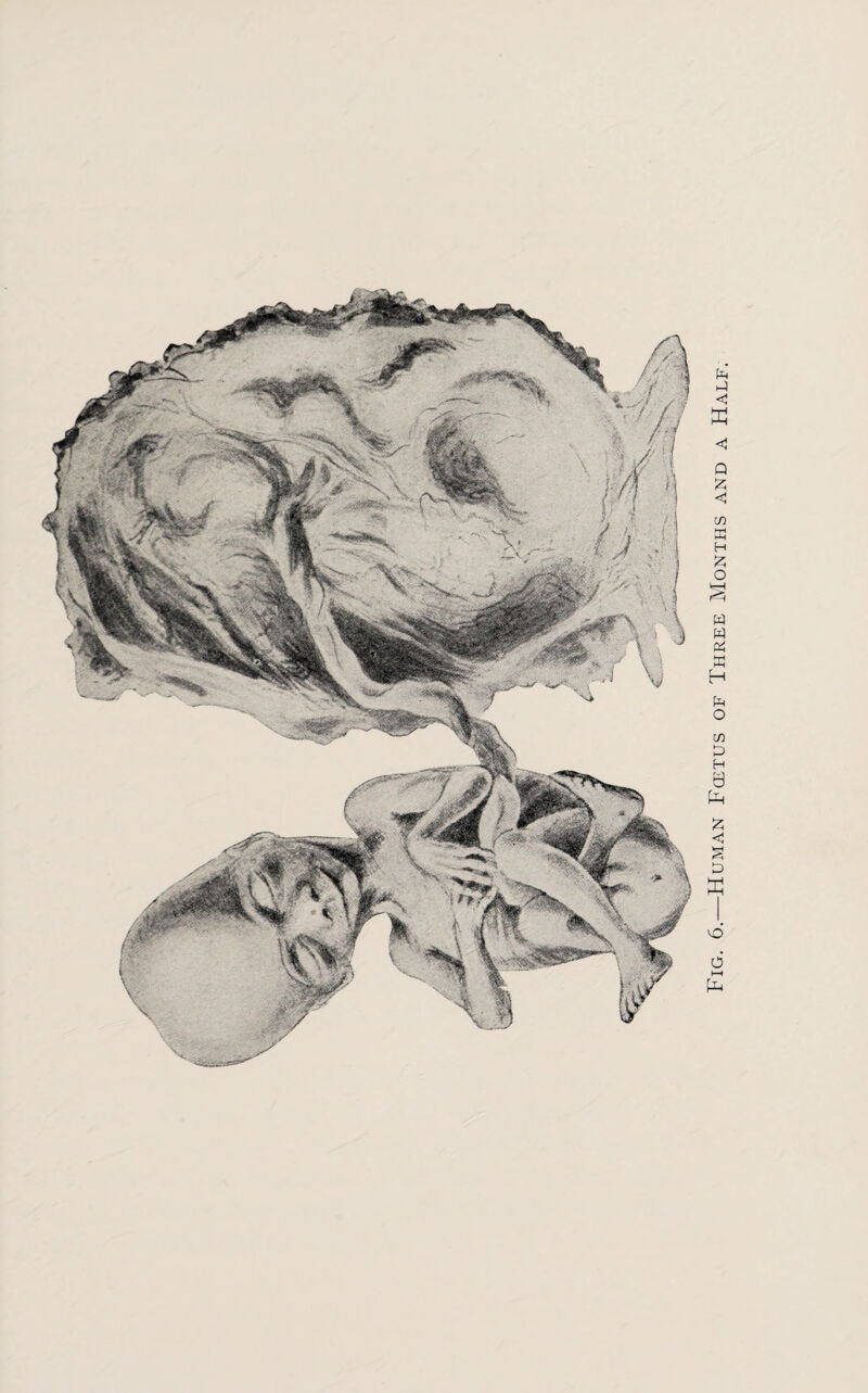 Fig. 6.—Human Fœtus of Three Months and a Half.