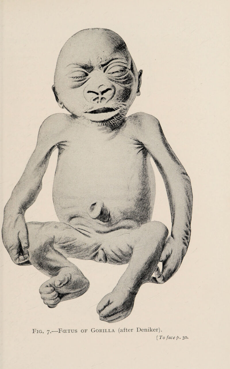 Fig. 7.—Fœtus of Gorilla (after Deniker).