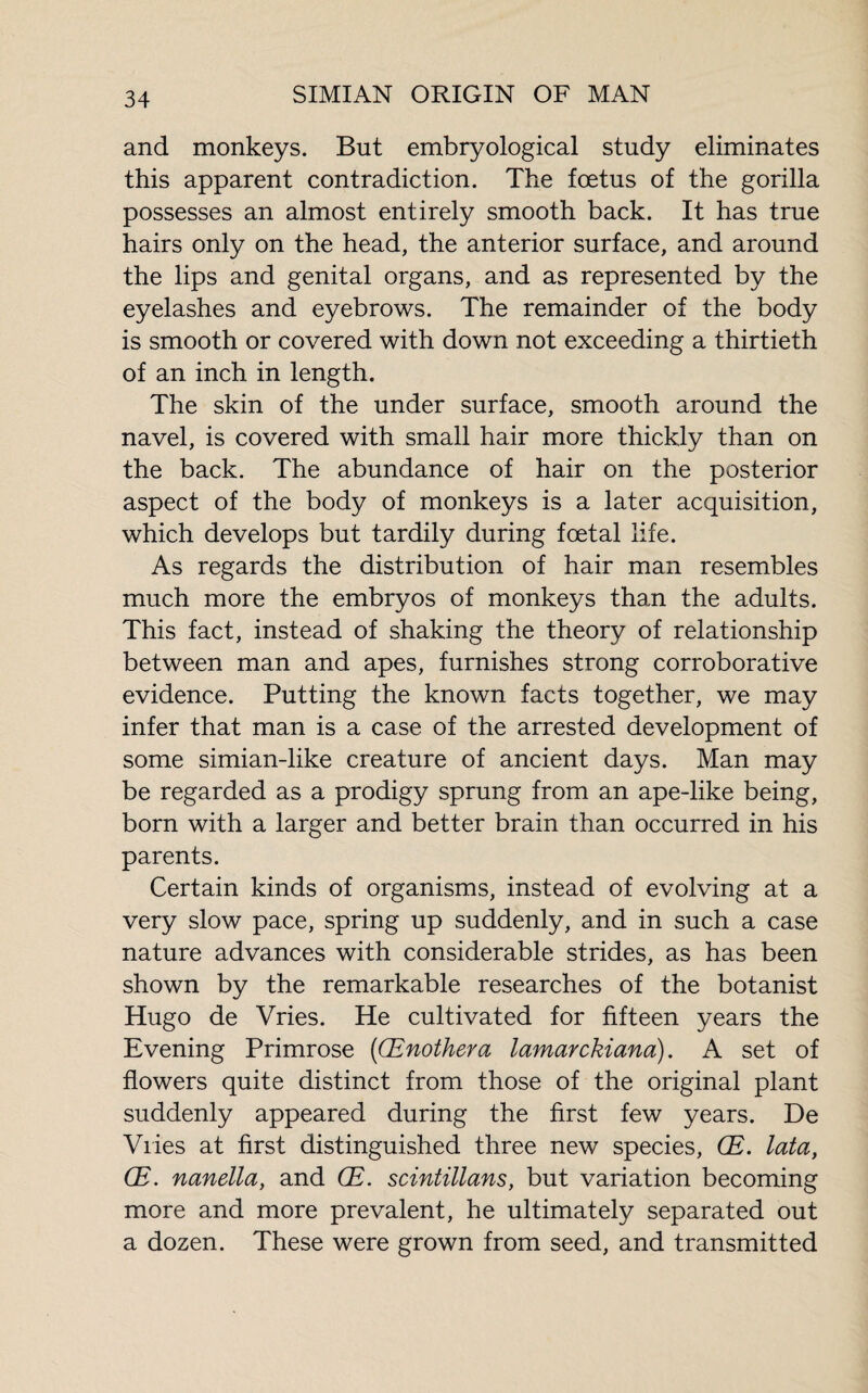 and monkeys. But embryological study eliminates this apparent contradiction. The foetus of the gorilla possesses an almost entirely smooth back. It has true hairs only on the head, the anterior surface, and around the lips and genital organs, and as represented by the eyelashes and eyebrows. The remainder of the body is smooth or covered with down not exceeding a thirtieth of an inch in length. The skin of the under surface, smooth around the navel, is covered with small hair more thickly than on the back. The abundance of hair on the posterior aspect of the body of monkeys is a later acquisition, which develops but tardily during foetal life. As regards the distribution of hair man resembles much more the embryos of monkeys than the adults. This fact, instead of shaking the theory of relationship between man and apes, furnishes strong corroborative evidence. Putting the known facts together, we may infer that man is a case of the arrested development of some simian-like creature of ancient days. Man may be regarded as a prodigy sprung from an ape-like being, born with a larger and better brain than occurred in his parents. Certain kinds of organisms, instead of evolving at a very slow pace, spring up suddenly, and in such a case nature advances with considerable strides, as has been shown by the remarkable researches of the botanist Hugo de Vries. He cultivated for fifteen years the Evening Primrose (Œnothera lamarckiana). A set of flowers quite distinct from those of the original plant suddenly appeared during the first few years. De Vries at first distinguished three new species, Œ. lata, Œ. nanella, and Œ. scintillans, but variation becoming more and more prevalent, he ultimately separated out a dozen. These were grown from seed, and transmitted