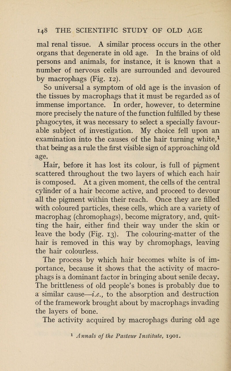 mal renal tissue. A similar process occurs in the other organs that degenerate in old age. In the brains of old persons and animals, for instance, it is known that a number of nervous cells are surrounded and devoured by macrophags (Fig. 12). So universal a symptom of old age is the invasion of the tissues by macrophags that it must be regarded as of immense importance. In order, however, to determine more precisely the nature of the function fulfilled by these phagocytes, it was necessary to select a specially favour¬ able subject of investigation. My choice fell upon an examination into the causes of the hair turning white,1 that being as a rule the first visible sign of approaching old age. Hair, before it has lost its colour, is full of pigment scattered throughout the two layers of which each hair is composed. At a given moment, the cells of the central cylinder of a hair become active, and proceed to devour all the pigment within their reach. Once they are filled with coloured particles, these cells, which are a variety of macrophag (chromophags), become migratory, and, quit¬ ting the hair, either find their way under the skin or leave the body (Fig. 13). The colouring-matter of the hair is removed in this way by chromophags, leaving the hair colourless. The process by which hair becomes white is of im¬ portance, because it shows that the activity of macro¬ phags is a dominant factor in bringing about senile decay. The brittleness of old people’s bones is probably due to a similar cause—i.e., to the absorption and destruction of the framework brought about by macrophags invading the layers of bone. The activity acquired by macrophags during old age 1 Annals of the Pasteur Institute, 1901.
