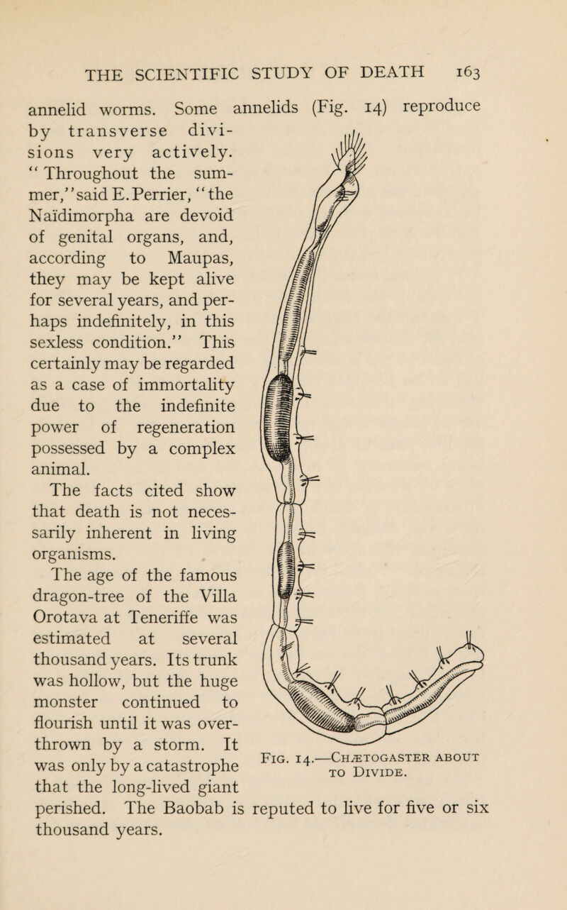 annelid worms. Some annelids (Fig- 14) reproduce by transverse divi¬ sions very actively. “ Throughout the sum¬ mer/ ’ said E. Perrier, ‘ ‘ the Nai'dimorpha are devoid of genital organs, and, according to Maupas, they may be kept alive for several years, and per¬ haps indefinitely, in this sexless condition/’ This certainly may be regarded as a case of immortality due to the indefinite power of regeneration possessed by a complex animal. The facts cited show that death is not neces¬ sarily inherent in living organisms. The age of the famous dragon-tree of the Villa Orotava at Teneriffe was estimated at several thousand years. Its trunk was hollow, but the huge monster continued to flourish until it was over¬ thrown by a storm. It was only by a catastrophe that the long-lived giant perished. The Baobab is thousand years. Fig. 14.—Chætogaster about to Divide. reputed to live for five or six