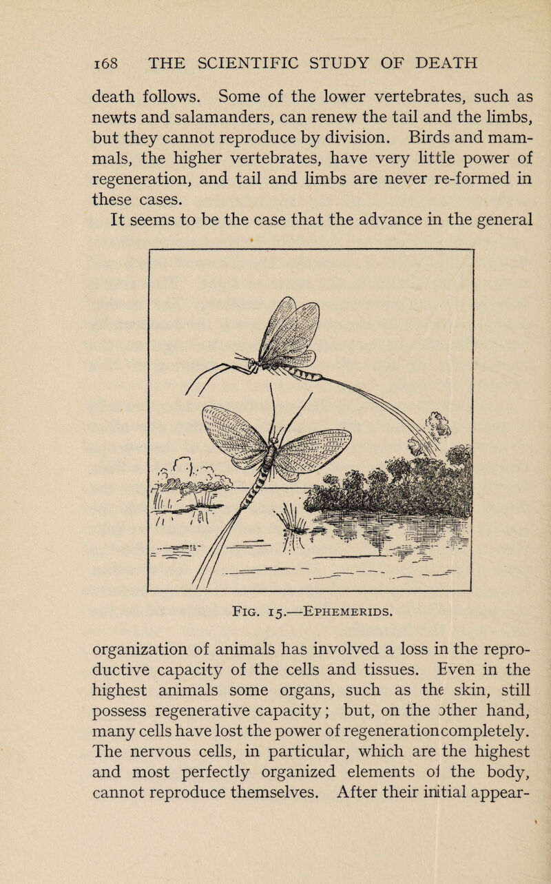 death follows. Some of the lower vertebrates, such as newts and salamanders, can renew the tail and the limbs, but they cannot reproduce by division. Birds and mam¬ mals, the higher vertebrates, have very little power of regeneration, and tail and limbs are never re-formed in these cases. It seems to be the case that the advance in the general Fig. 15.—Ephemerids. organization of animals has involved a loss in the repro¬ ductive capacity of the cells and tissues. Even in the highest animals some organs, such as the skin, still possess regenerative capacity ; but, on the Dther hand, many cells have lost the power of regeneration completely. The nervous cells, in particular, which are the highest and most perfectly organized elements oi the body, cannot reproduce themselves. After their initial appear-