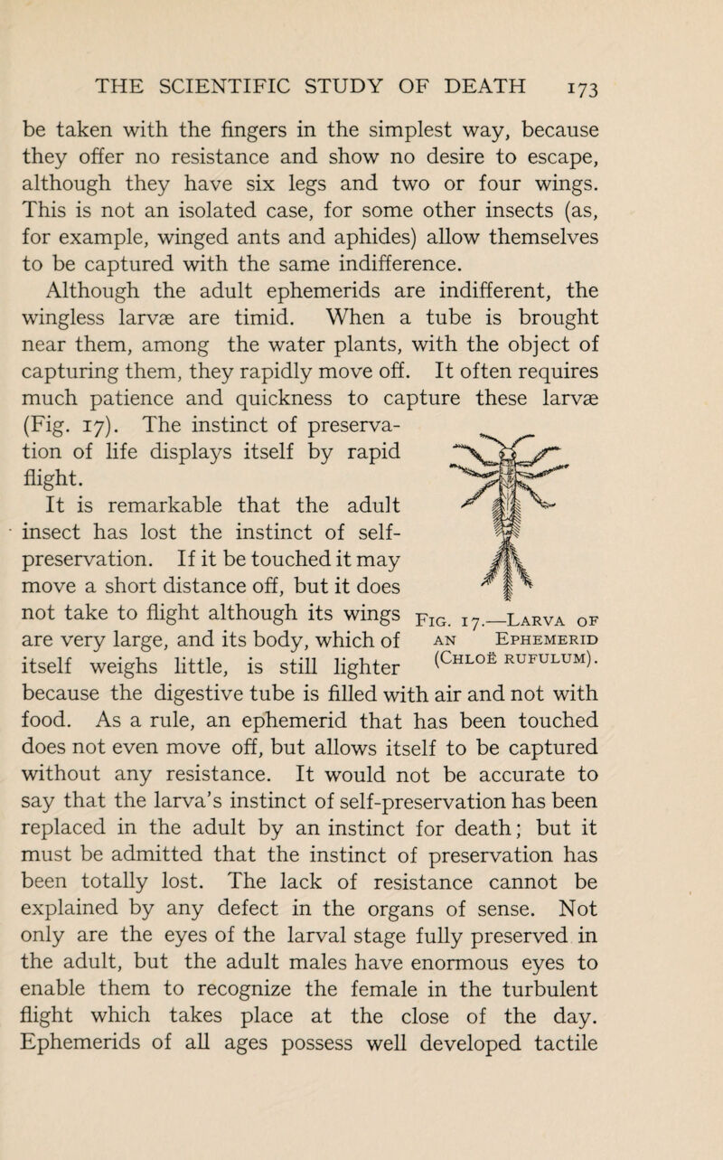 be taken with the fingers in the simplest way, because they offer no resistance and show no desire to escape, although they have six legs and two or four wings. This is not an isolated case, for some other insects (as, for example, winged ants and aphides) allow themselves to be captured with the same indifference. Although the adult ephemerids are indifferent, the wingless larvæ are timid. When a tube is brought near them, among the water plants, with the object of capturing them, they rapidly move off. It often requires much patience and quickness to capture these larvæ (Fig. 17). The instinct of preserva¬ tion of life displays itself by rapid flight. It is remarkable that the adult • insect has lost the instinct of self- preservation. If it be touched it may move a short distance off, but it does not take to flight although its wings Fig _larva of are very large, and its body, which of an Ephemerid itself weighs little, is still lighter (Chloë rufulum). because the digestive tube is filled with air and not with food. As a rule, an ephemerid that has been touched does not even move off, but allows itself to be captured without any resistance. It would not be accurate to say that the larva’s instinct of self-preservation has been replaced in the adult by an instinct for death ; but it must be admitted that the instinct of preservation has been totally lost. The lack of resistance cannot be explained by any defect in the organs of sense. Not only are the eyes of the larval stage fully preserved in the adult, but the adult males have enormous eyes to enable them to recognize the female in the turbulent flight which takes place at the close of the day. Ephemerids of all ages possess well developed tactile