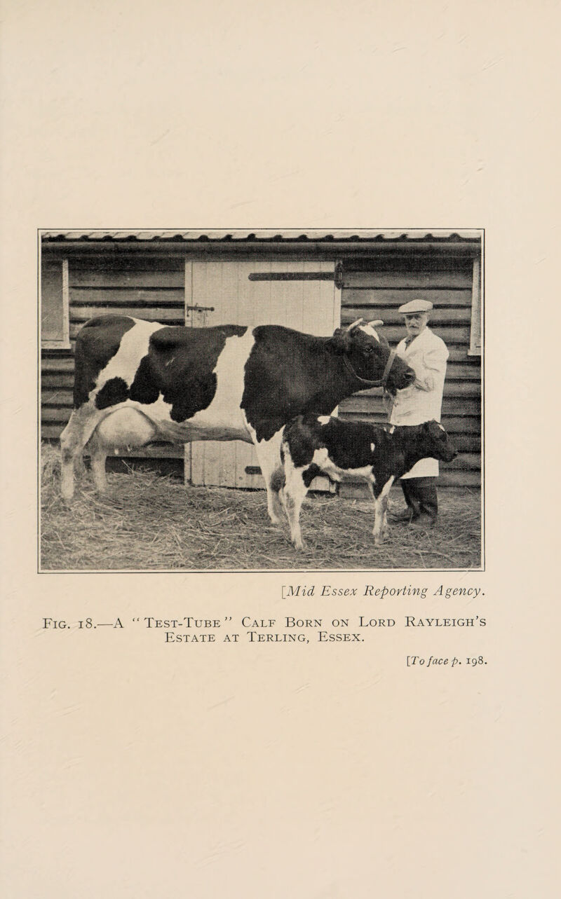 [Mid Essex Reporting Agency. Fig. 18.—A “Test-Tube” Calf Born on Lord Rayleigh’s Estate at Terling, Essex. \To face p. 198