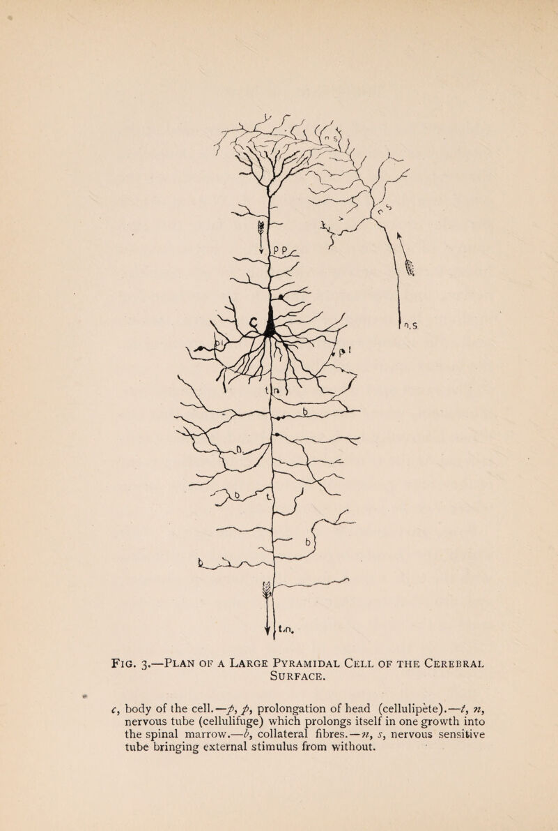 Fig. 3.—Plan of a Large Pyramidal Cell of the Cerebral Surface. c, body of the cell.—•/, prolongation of head (cellulipète).—t, n, nervous tube (cellulifuge) which prolongs itself in one growth into the spinal marrow.—b, collateral fibres. — ??, 5-, nervous sensitive tube bringing external stimulus from without.