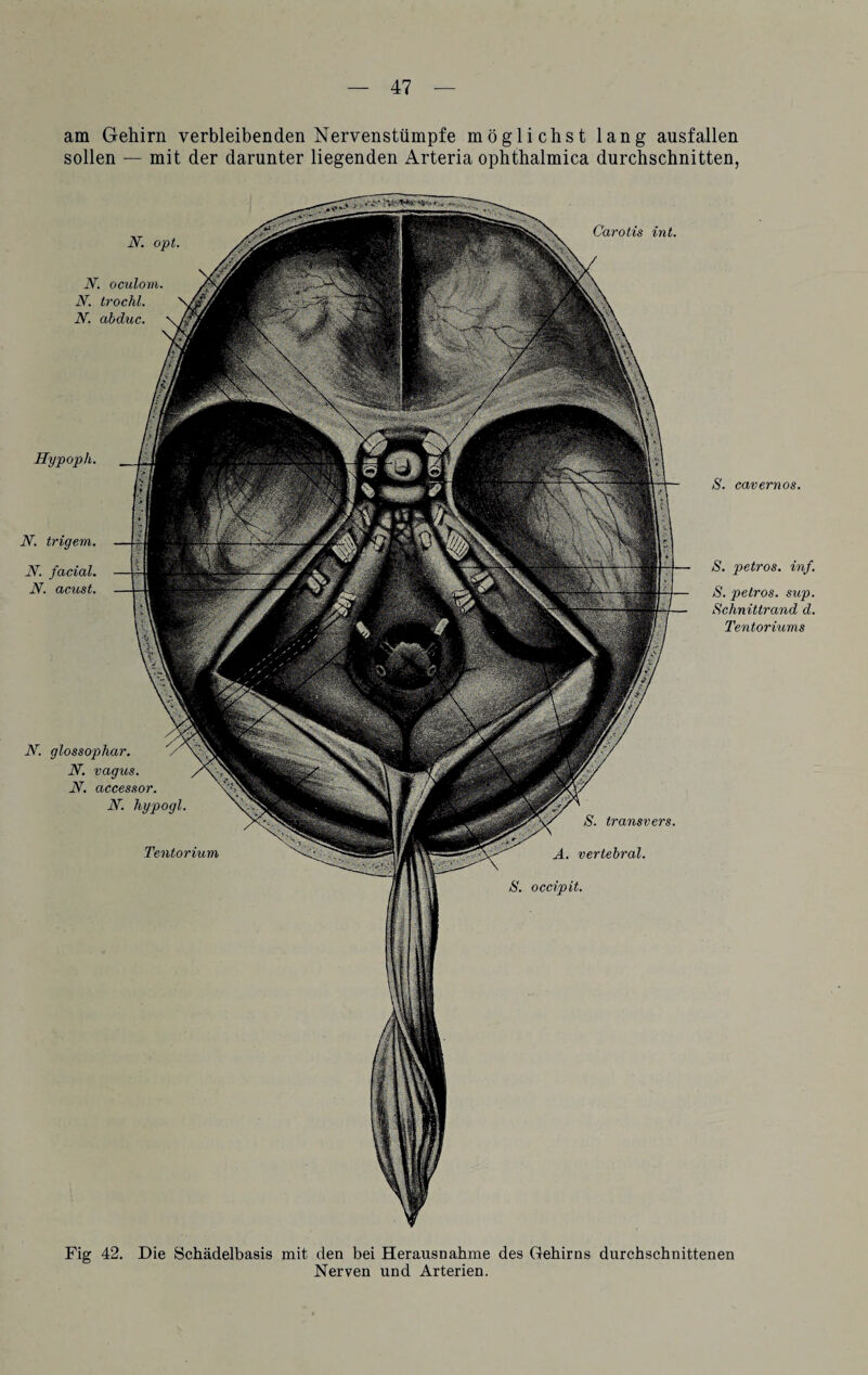 am Gehirn verbleibenden Nervenstümpfe möglichst lang ausfallen sollen — mit der darunter liegenden Arteria ophthalmica durchschnitten, Hypoph. N. trigem. N. facial. N. acust. Carotis int. S. transvers. A. vertebral. S. occipit. N. opt. JY. glossophar. JST. vagus. N. accessor. i\r. hypogl. Tentorium N. oculom. N. trochl. N. abduc. S. cavernos. S. petros. inf. S. petros. sup. Schnittrand d. Tentoriums Fig 42. Die Schädelbasis mit den bei Herausnahme des Gehirns durchschnittenen Nerven und Arterien.