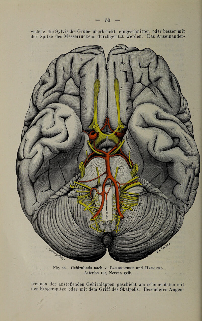 welche die Sylvische Grube überbrückt, eingeschnitten oder besser mit der Spitze des Messerrückens durchgeritzt werden. Das Auseinander- Hü Fig. 44. Gehirnbasis nach y. Baedeleben und Haeckel. Arterien rot, Nerven gelb. trennen der anstoßenden Gehirnlappen geschieht am schonendsten mit der Fingerspitze oder mit dem Griff des Skalpells. Besonderes Augen-