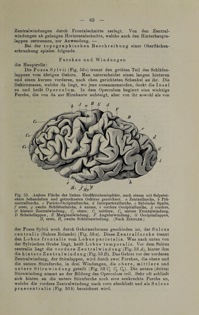 Zentral Windungen durch Frontalschnitte zerlegt. Von den Zentral¬ windungen ab gelangen Horizontalschnitte, welche auch den Hinterhaupts¬ lappen zertrennen, zur Anwendung. — Bei der topographischen Beschreibung einer Oberflächen- erkrankung spielen folgende Furchen und Windungen die Hauptrolle: Die Fossa Sylvi.i (Fig. 53e) trennt den größten Teil des Schläfen¬ lappens vom übrigen Gehirn. Man unterscheidet einen langen hinteren und einen kurzen vorderen, nach oben gerichteten Schenkel an ihr. Die Gehirnmasse, welche da liegt, wo jene Zusammenstößen, deckt die Insel zu und heißt Operculum. In dem Operculum beginnt eine wichtige Furche, die von da zur Hirnkante aufsteigt, aber von ihr sowohl als von Fig. 53. Außere Fläche der linken Großhirnhemisphäre, nach einem mit Salpeter¬ säure behandelten und getrockneten Gehirne gezeichnet, a Zentralfurche, b Prä¬ zentralfurche, c Parieto-Occipitalfurche, d Interparietalfurche, e Sylvische Spalte, f erste, g zweite Schläfenfurche, h untere, i vordere Occipitalfurche, A vordere, ß hintere Zentralwindung, Gl obere, G„ mittlere, C8 untere Frontal Windung, D Scheitellappen, E Marginalwindung, F Angularwindung, G Occipitallappen, Et erste, H.2 zweite Schläfenwindung. (Nach Ziegler.) der Fossa Sylvii noch durch Gehirnsubstanz geschieden ist, der Sulcus centralis (Sulcus Rolando) (Fig. 53 a). Diese Z en tr alf u r ch e trennt den Lobus frontalis vom Lobus parietalis. Was nach unten von der Sylvischen Grube liegt, heißt Lobus temporalis. Vor dem Sulcus centralis liegt die vordere Zentralwindung (Fig. 53 A), hinter ihm die hintereZentral Windung (Fig. 53 B). Das Gebiet vor der vorderen Zentralwindung, der Stirnlappen, wird durch zwei Furchen, die obere und die untere Stirnfurche, in drei Windungen, die obere, mittlere und untere Stirnwindung geteilt (Fig. 53 C) C2 C3). Die untere (dritte) Stirnwindung nimmt an der Bildung des Operculum teil. Sehr oft schließt sich hinten an die untere Stirnfurche noch eine senkrechte Furche an, welche die vordere Zentralwindung nach vorn abschließt und als Sulcus praecentralis (Fig. 53b) bezeichnet wird.